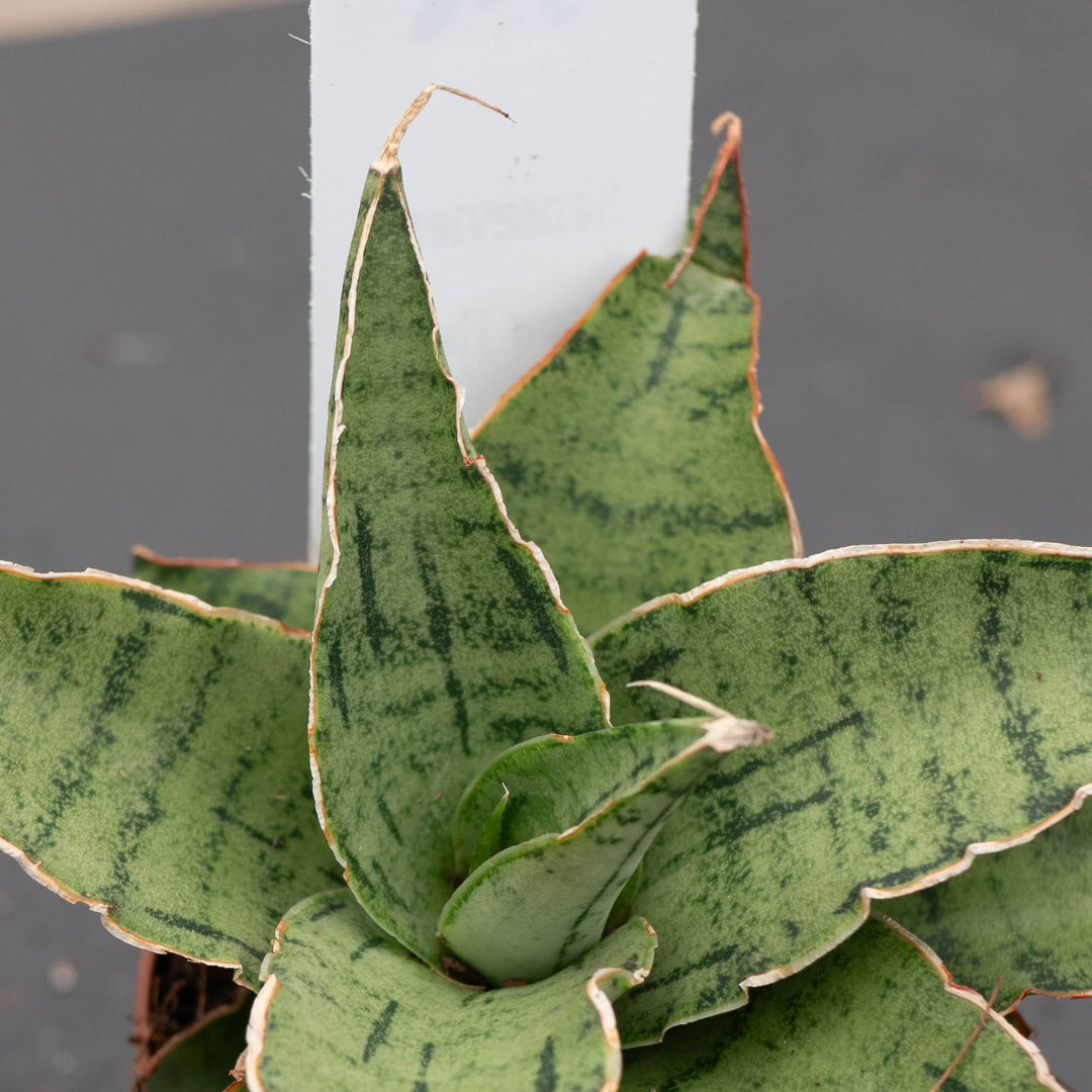 sansevieria raffillii glauca Sansevieria 'Snowflake'