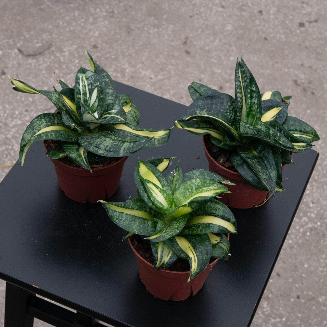curly snake plant Sansevieria 'Spiral Queen'