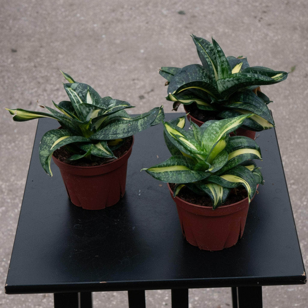 sansevieria queen Sansevieria 'Spiral Queen'