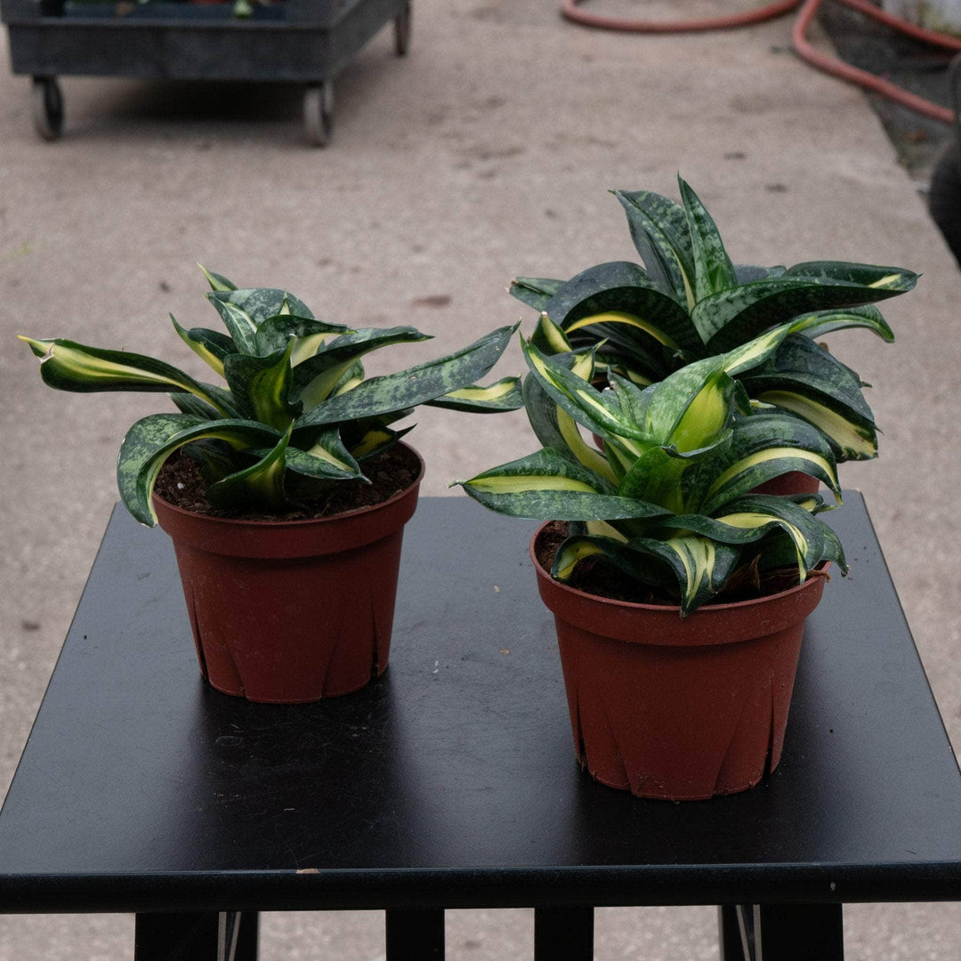 sansevieria spiral Sansevieria 'Spiral Queen'