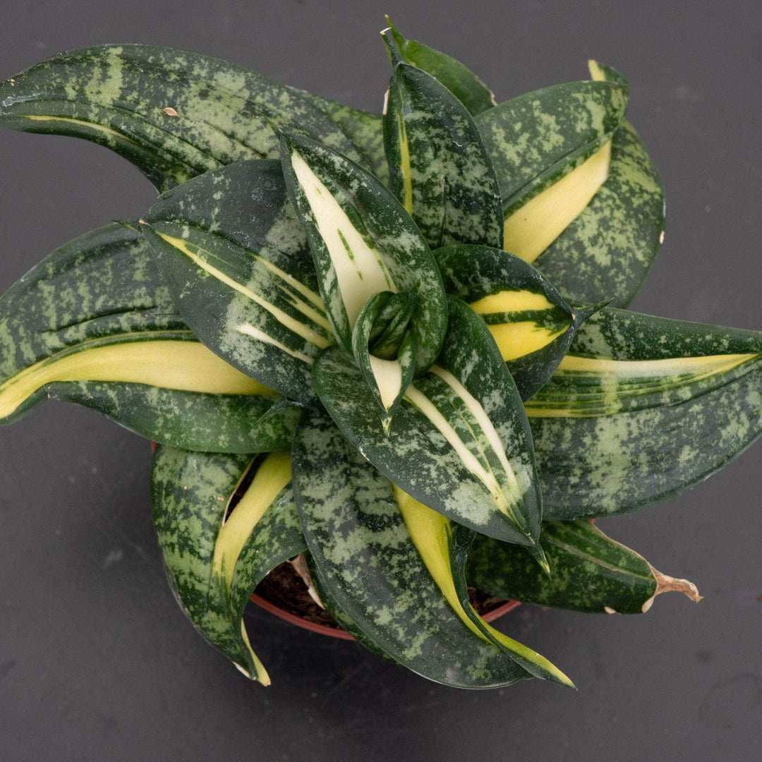 curly snake plant Sansevieria 'Spiral Queen'