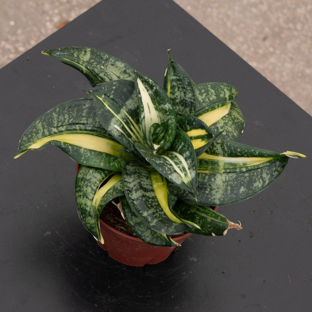 sansevieria streaker Sansevieria 'Spiral Queen'