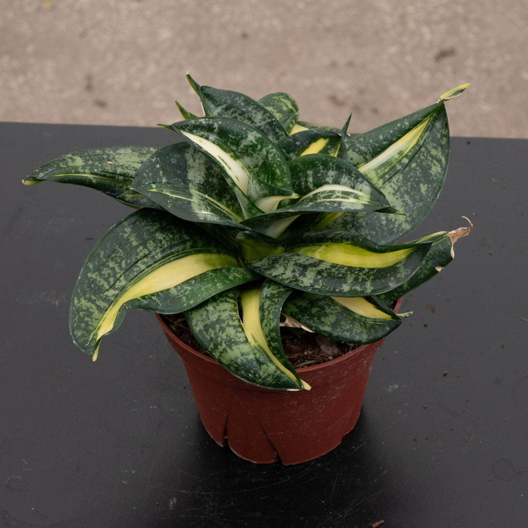 sansevieria spiral Sansevieria 'Spiral Queen'