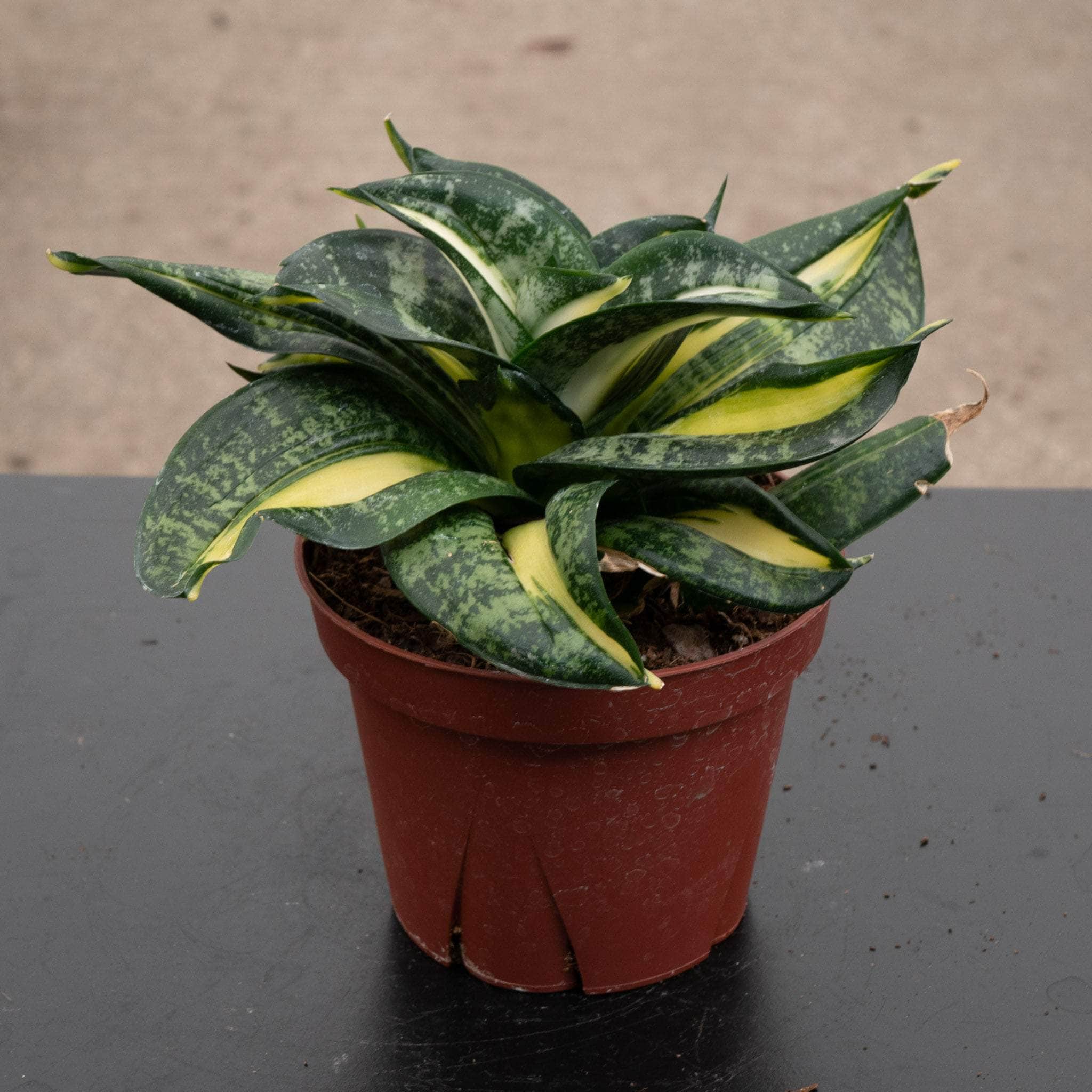 Sansevieria 'Spiral Queen' - Gabriella Plants