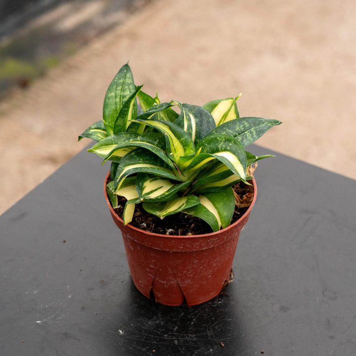 Gabriella Plants Sansevieria 4" Sansevieria 'Spiral Queen'