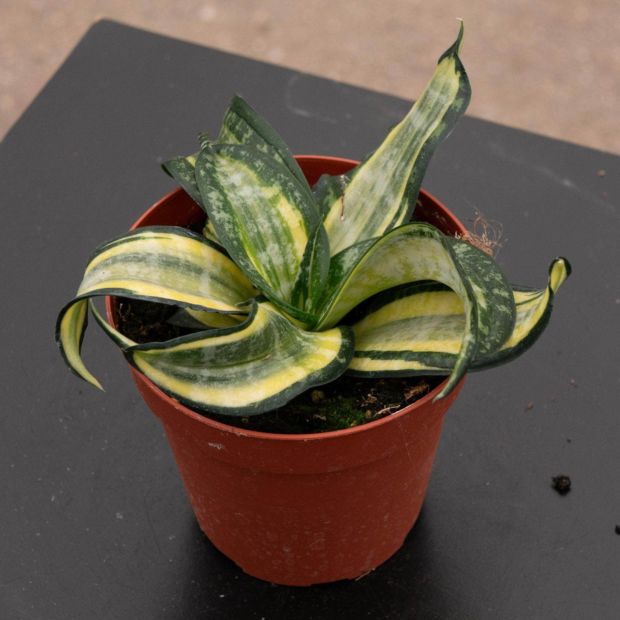 Sansevieria 'Spiral Star' – Gabriella Plants