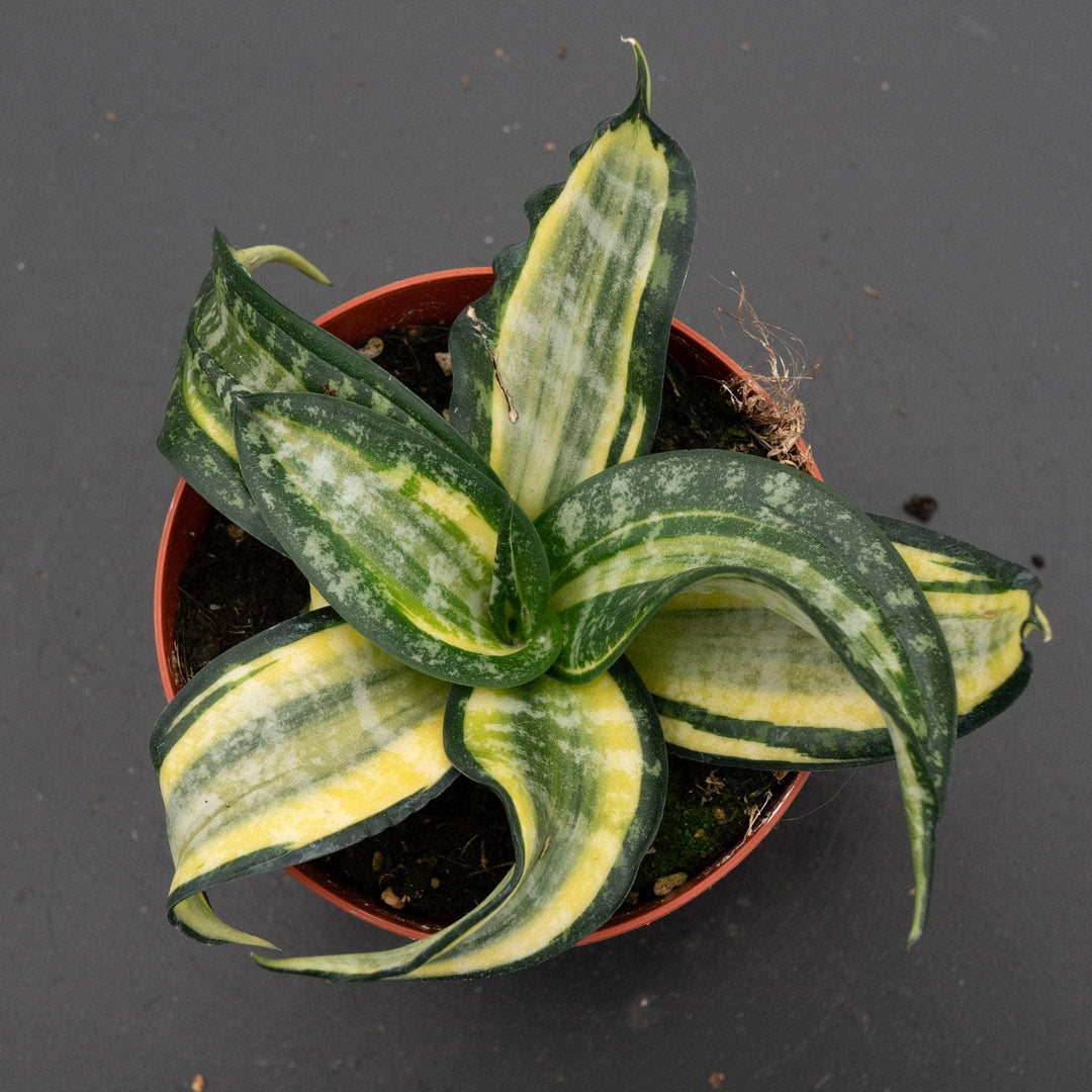 star canary snake plant Sansevieria 'Spiral Star'