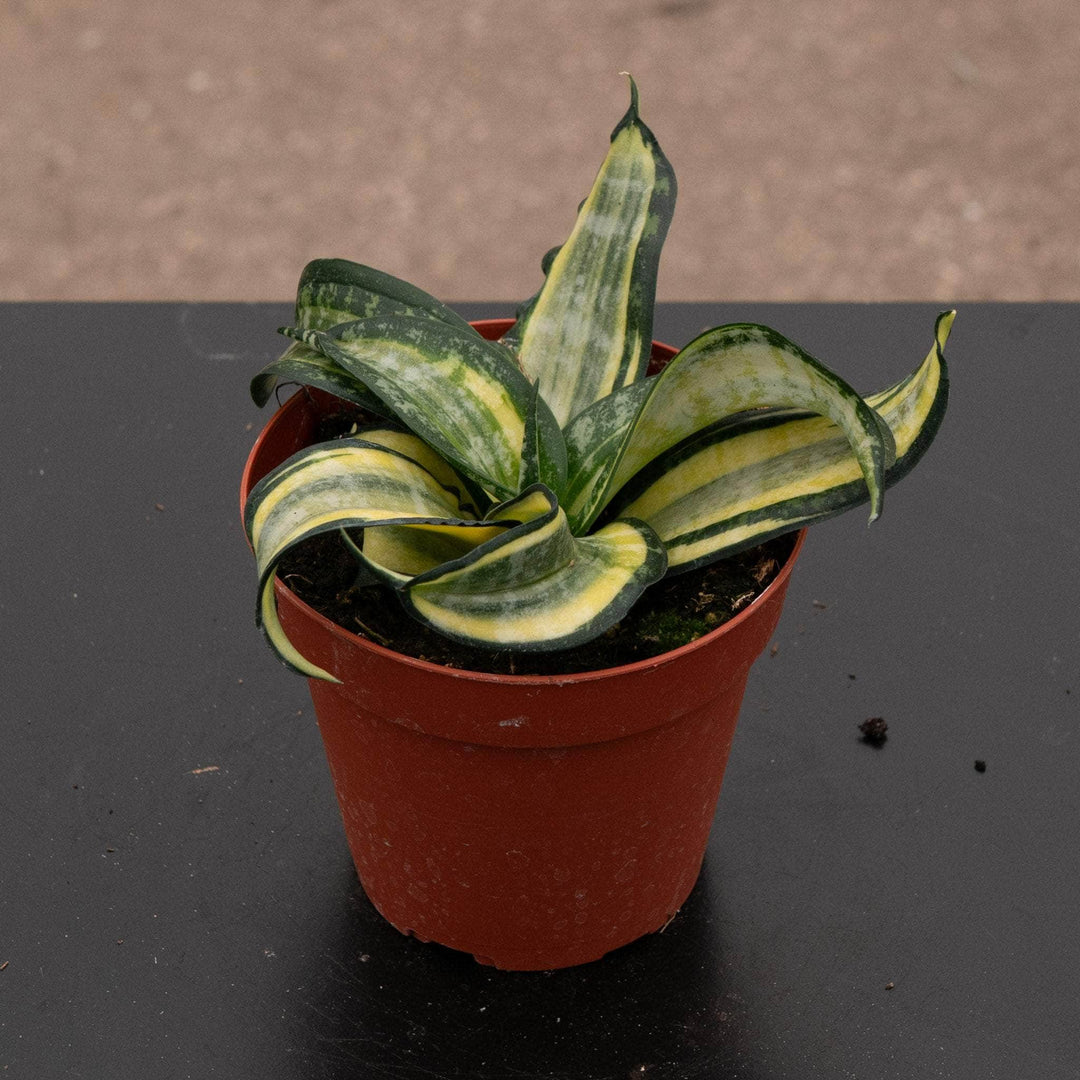 sansevieria starpower series Sansevieria 'Spiral Star'