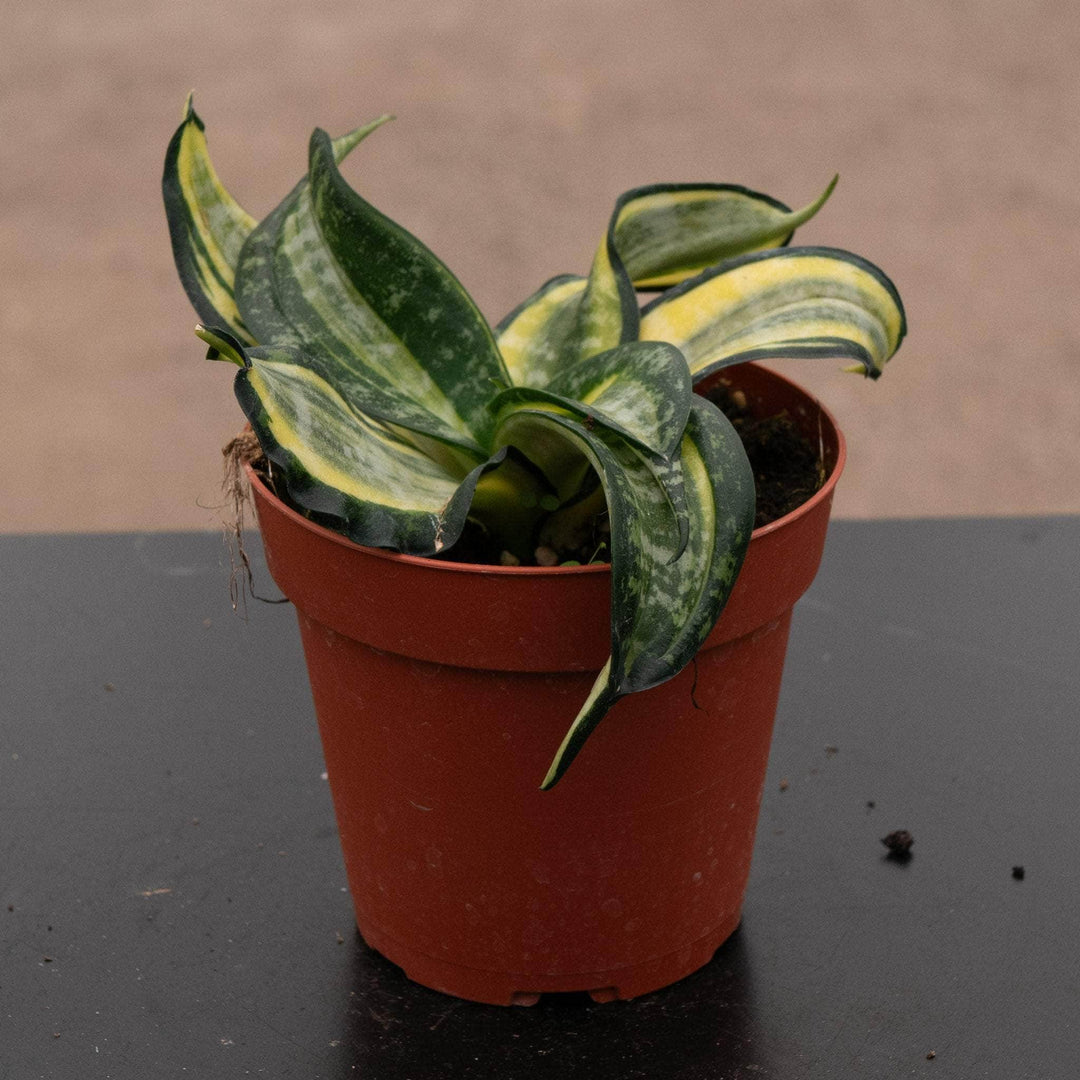 star canary snake plant Sansevieria 'Spiral Star'