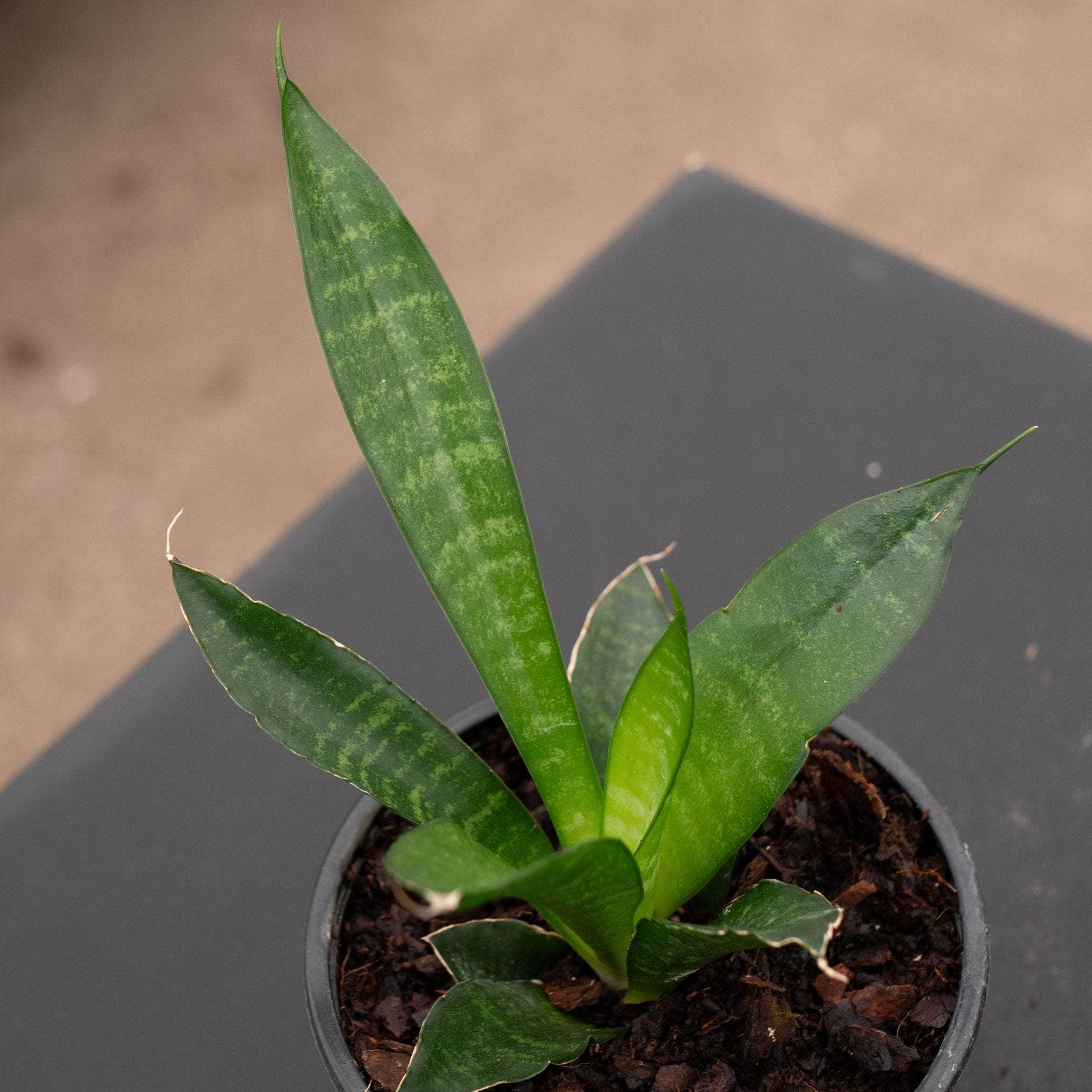 Sansevieria 'Star Ming' - Gabriella Plants