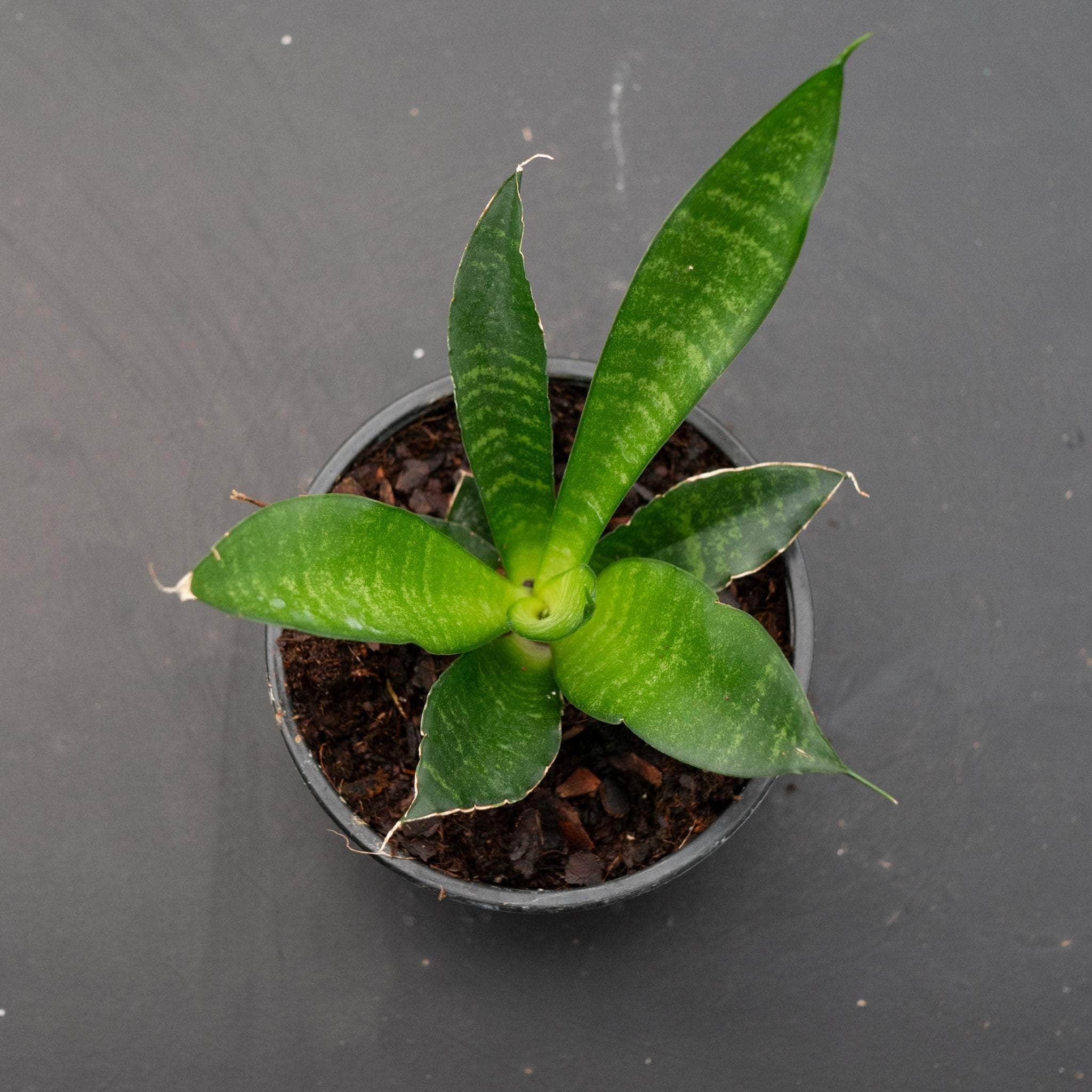 sansevieria star Sansevieria 'Star Ming'