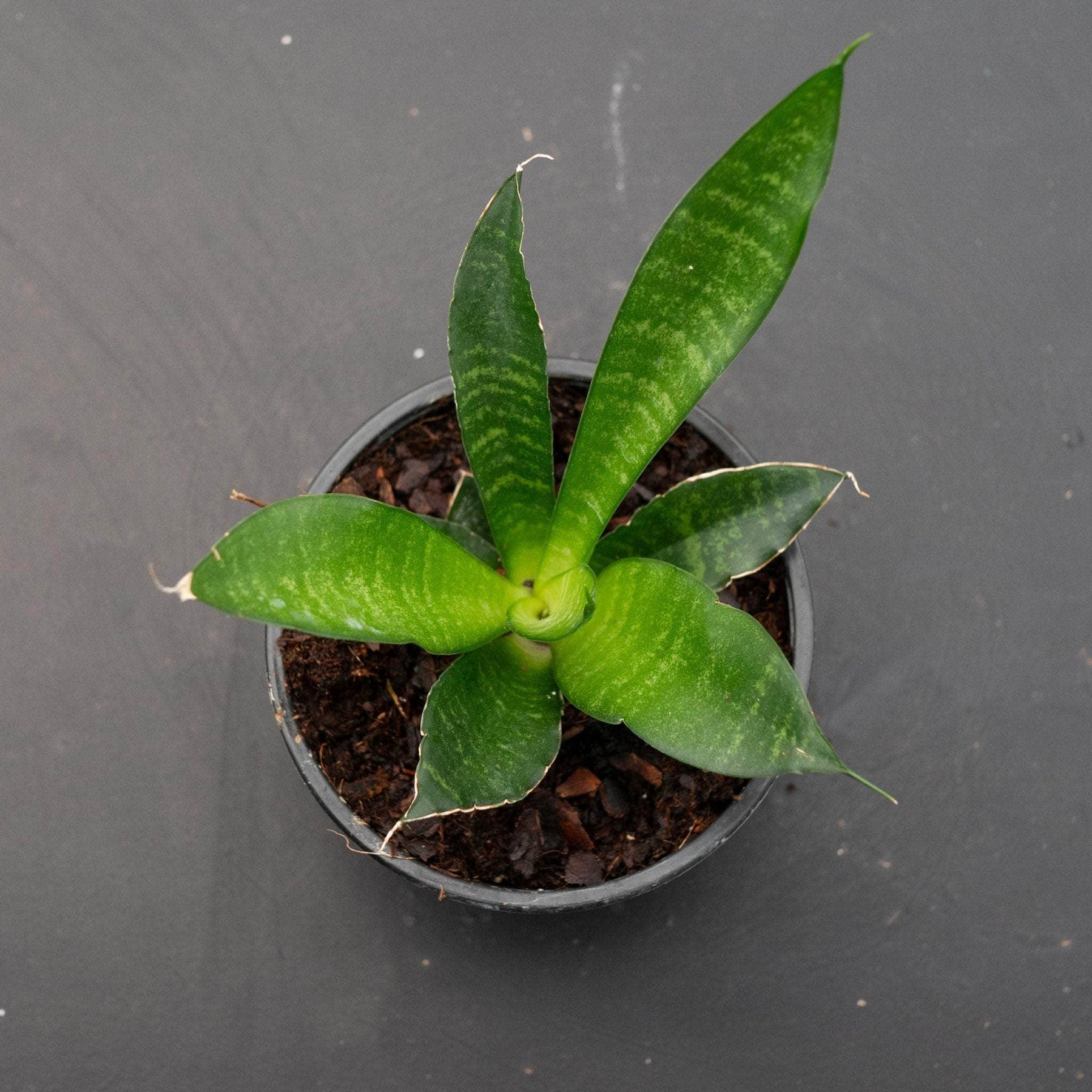 sansevieria misty star Sansevieria 'Star Ming'