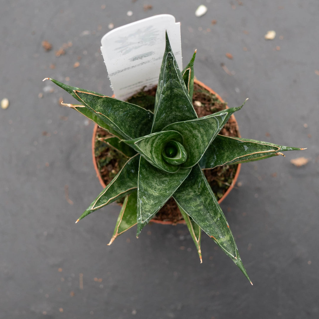 sansevieria cordova x downsii Sansevieria 'Table Mountain'