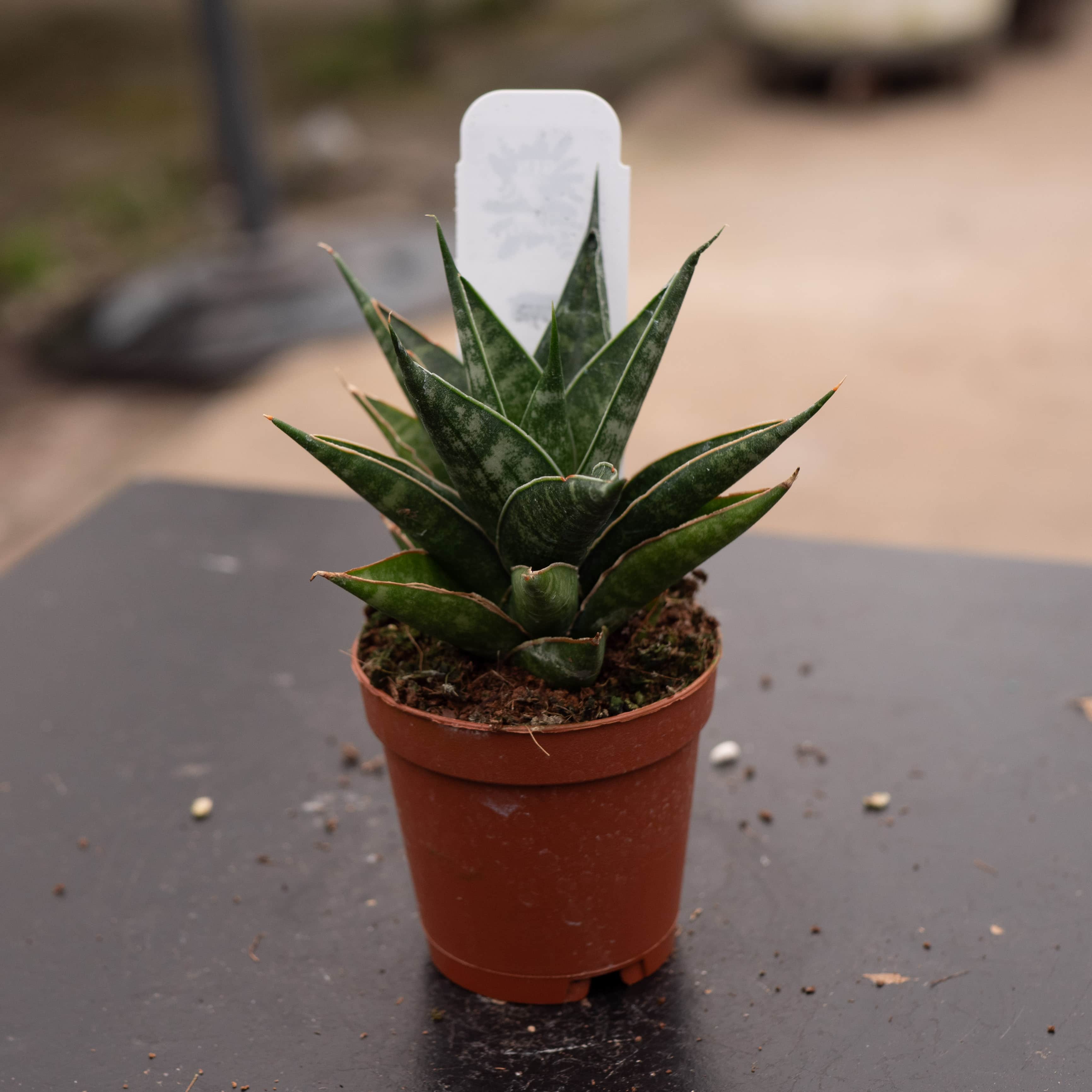 Sansevieria 'Table Mountain' - Gabriella Plants