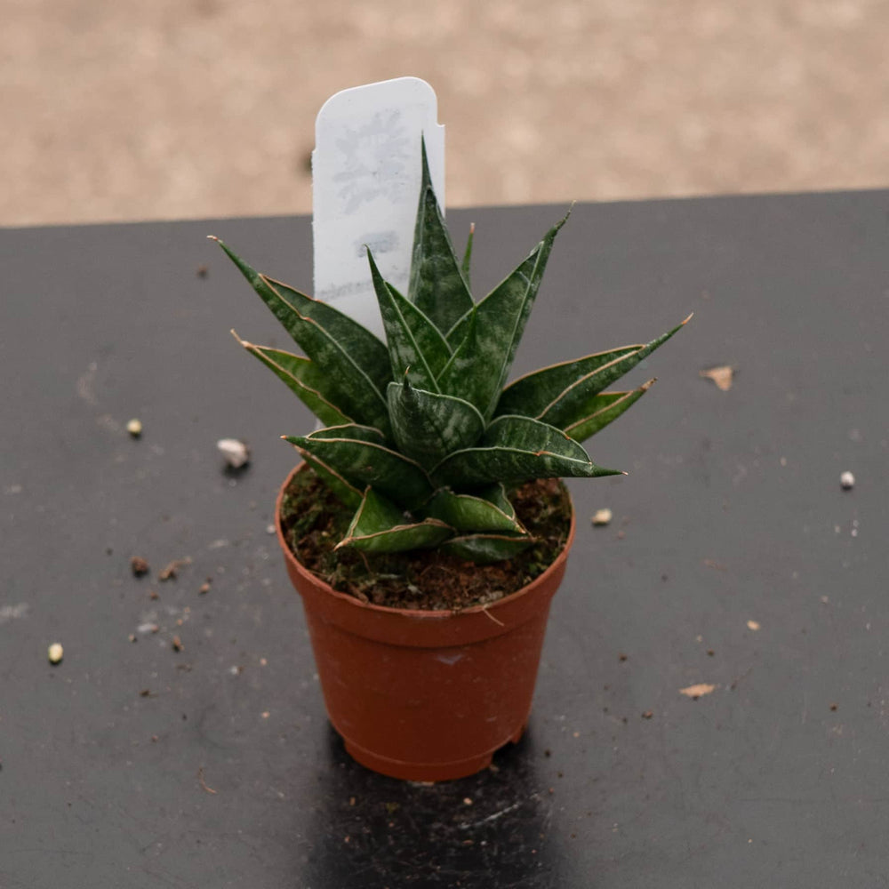 Gabriella Plants Sansevieria 2" Sansevieria 'Table Mountain'