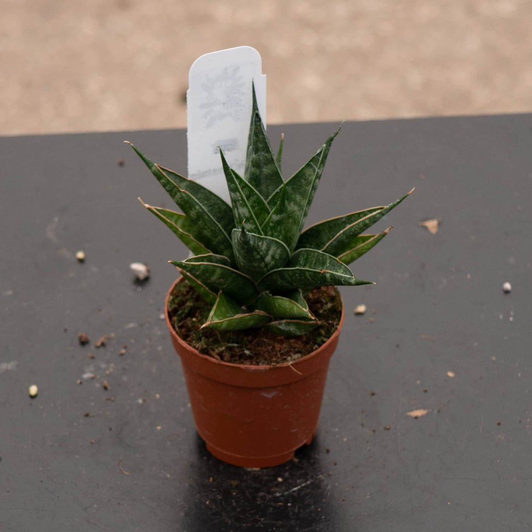 Gabriella Plants Sansevieria 2" Sansevieria 'Table Mountain'