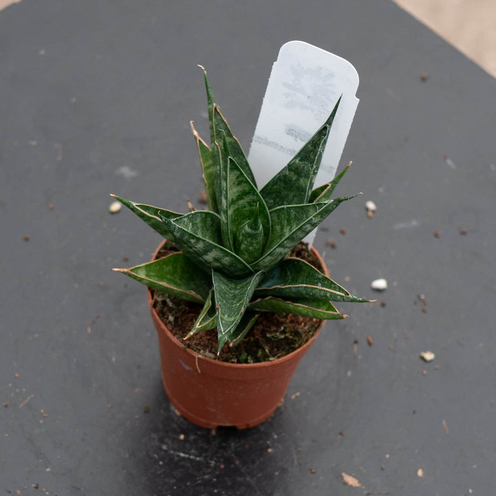 Gabriella Plants Sansevieria 2" Sansevieria 'Table Mountain'