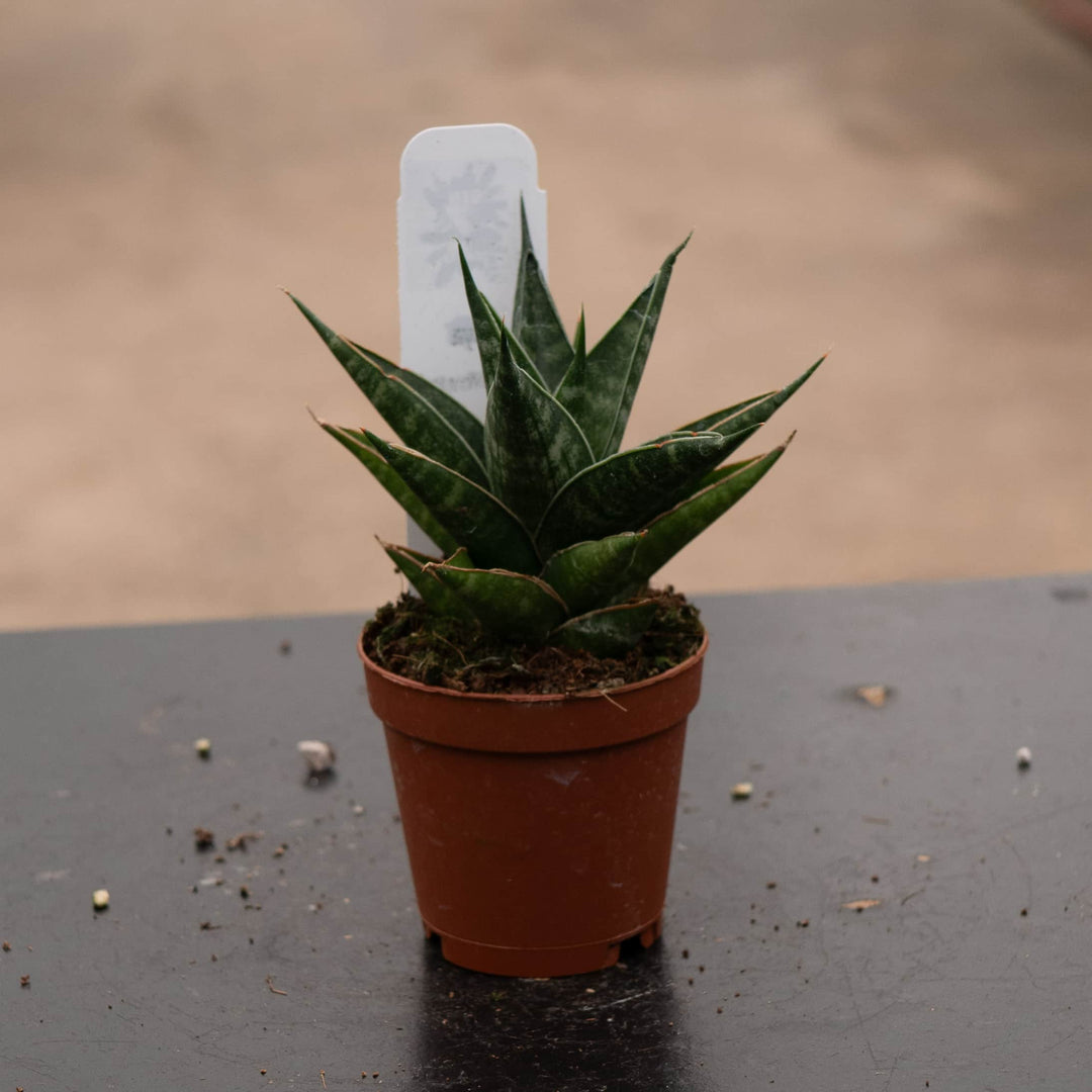 Gabriella Plants Sansevieria 2" Sansevieria 'Table Mountain'