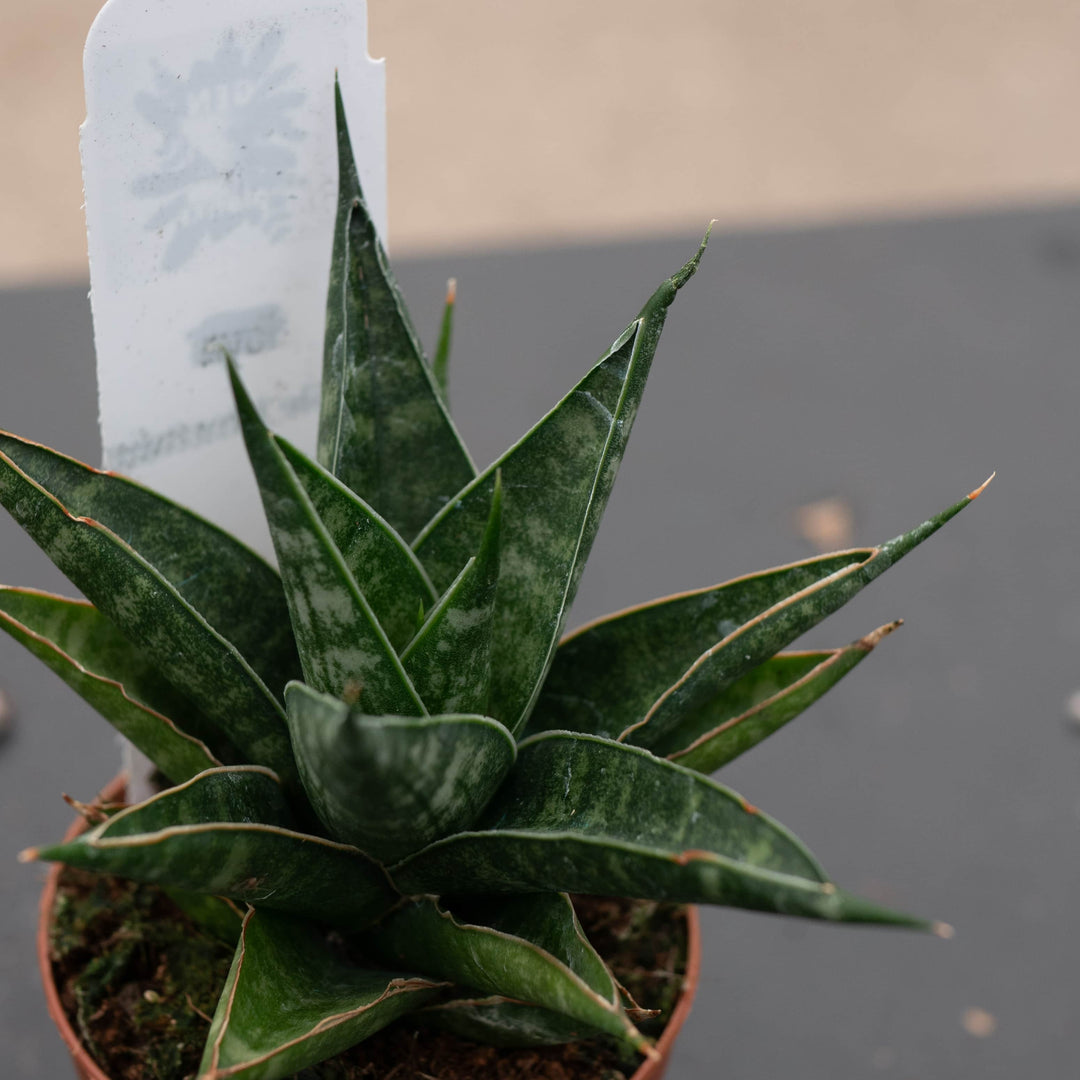 sansevieria downsii Sansevieria 'Table Mountain'
