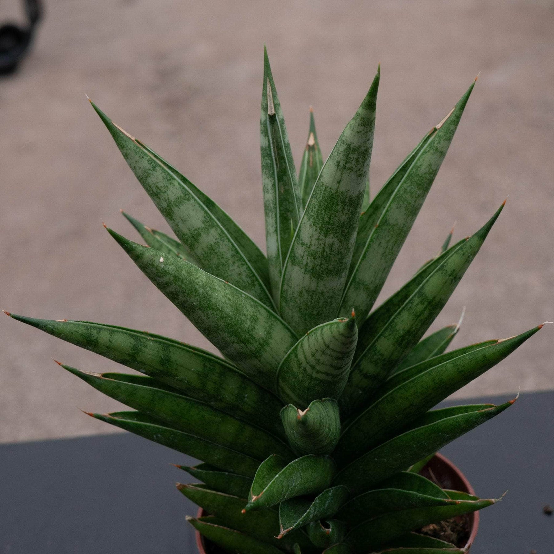 sansevieria thailand Sansevieria 'Thai Tower'