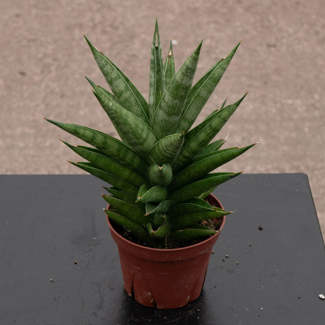 Gabriella Plants Sansevieria 4" Sansevieria 'Thai Tower'