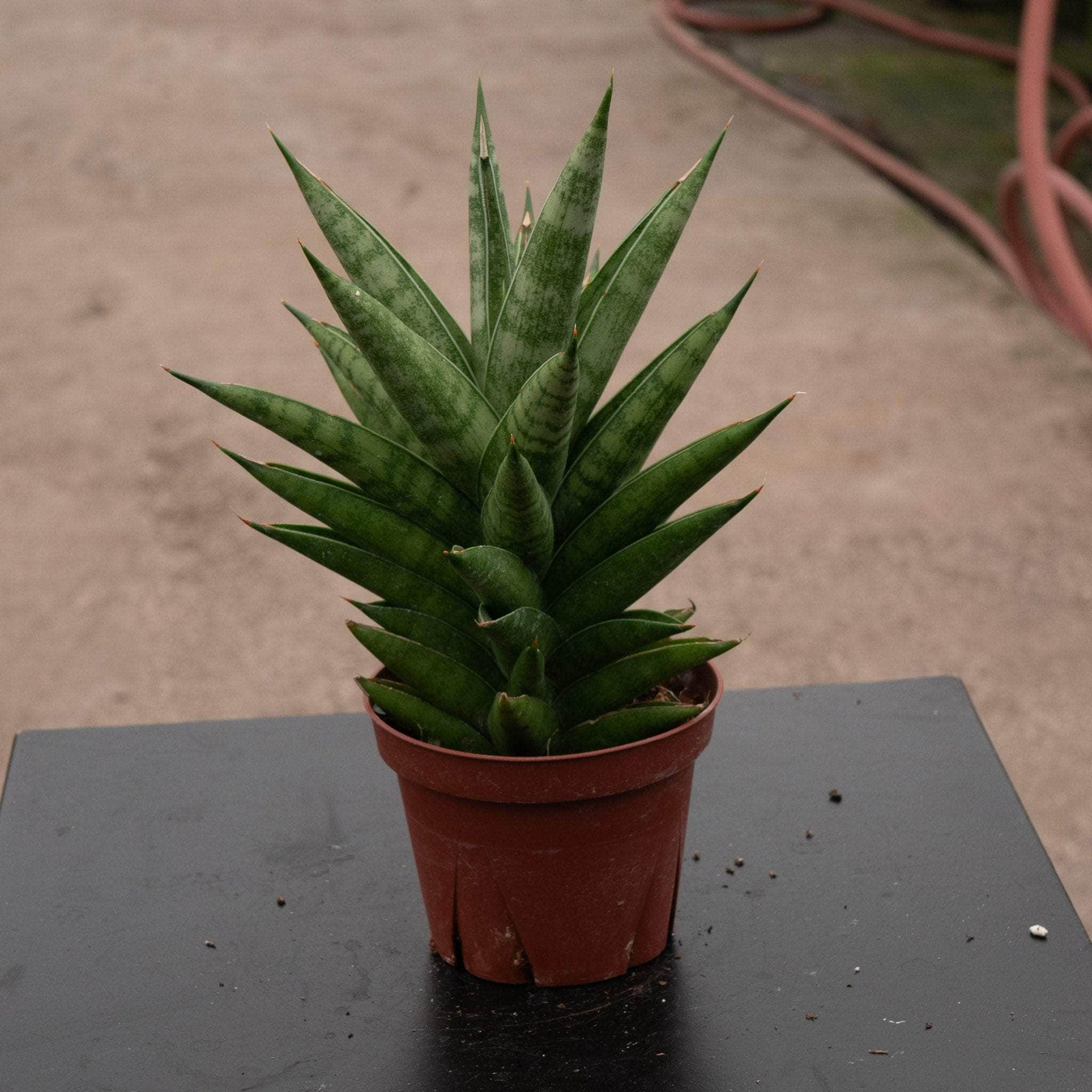 pineapple snake plant Sansevieria 'Thai Tower'