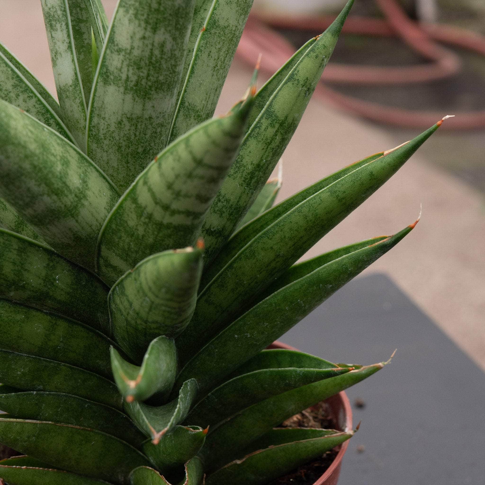 Sansevieria 'Thai Tower' – Gabriella Plants