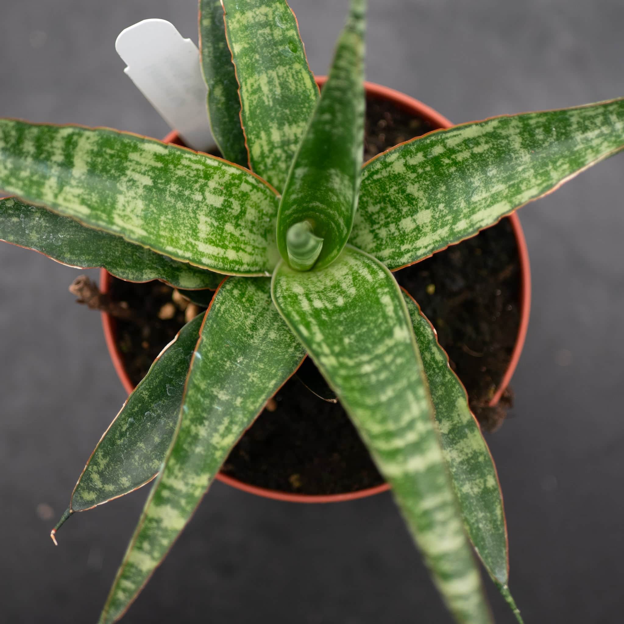 Sansevieria 'Tiger' – Gabriella Plants