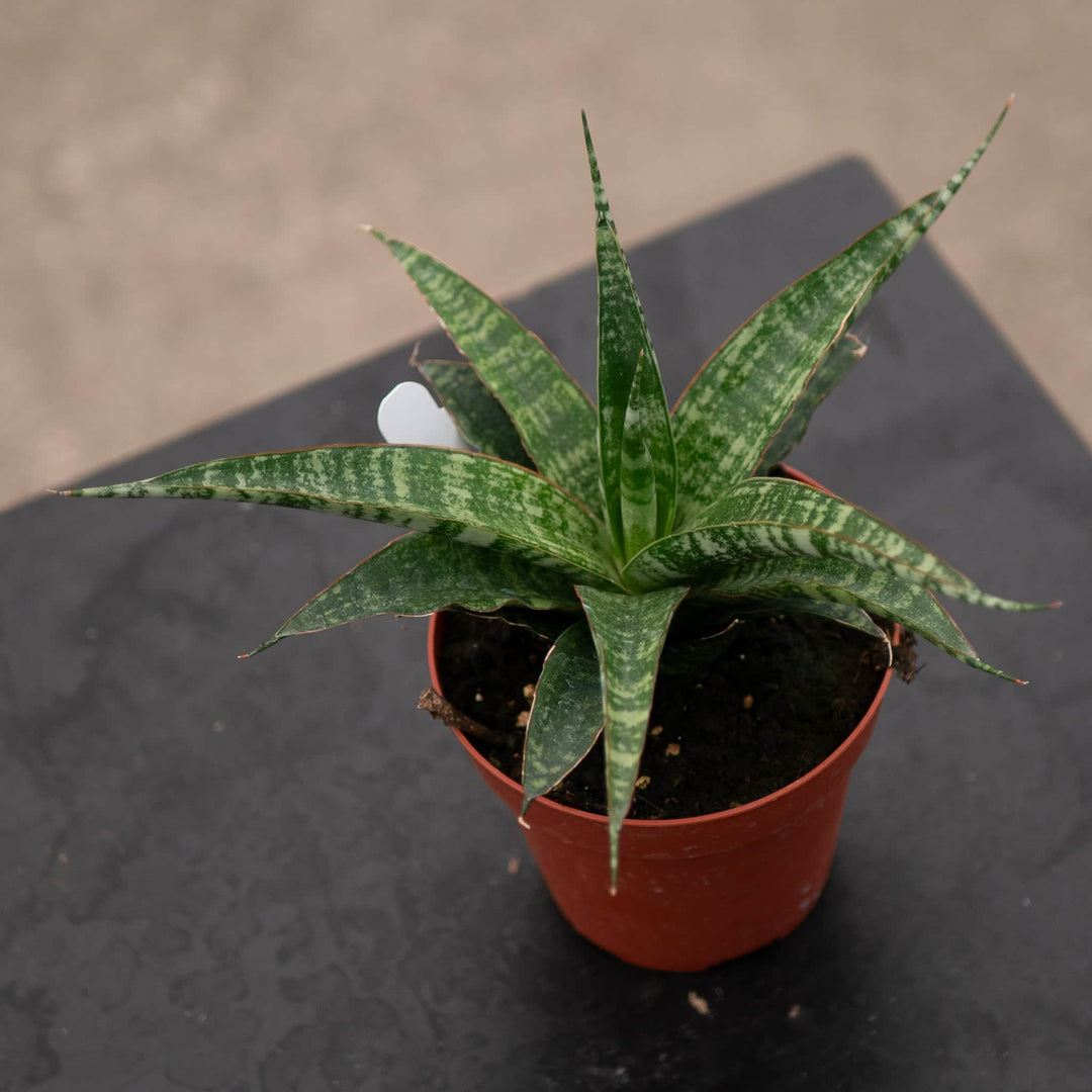 tiger plant indoor Sansevieria ‘Tiger’