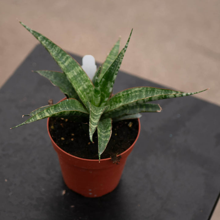 Gabriella Plants Sansevieria Sansevieria ‘Tiger’