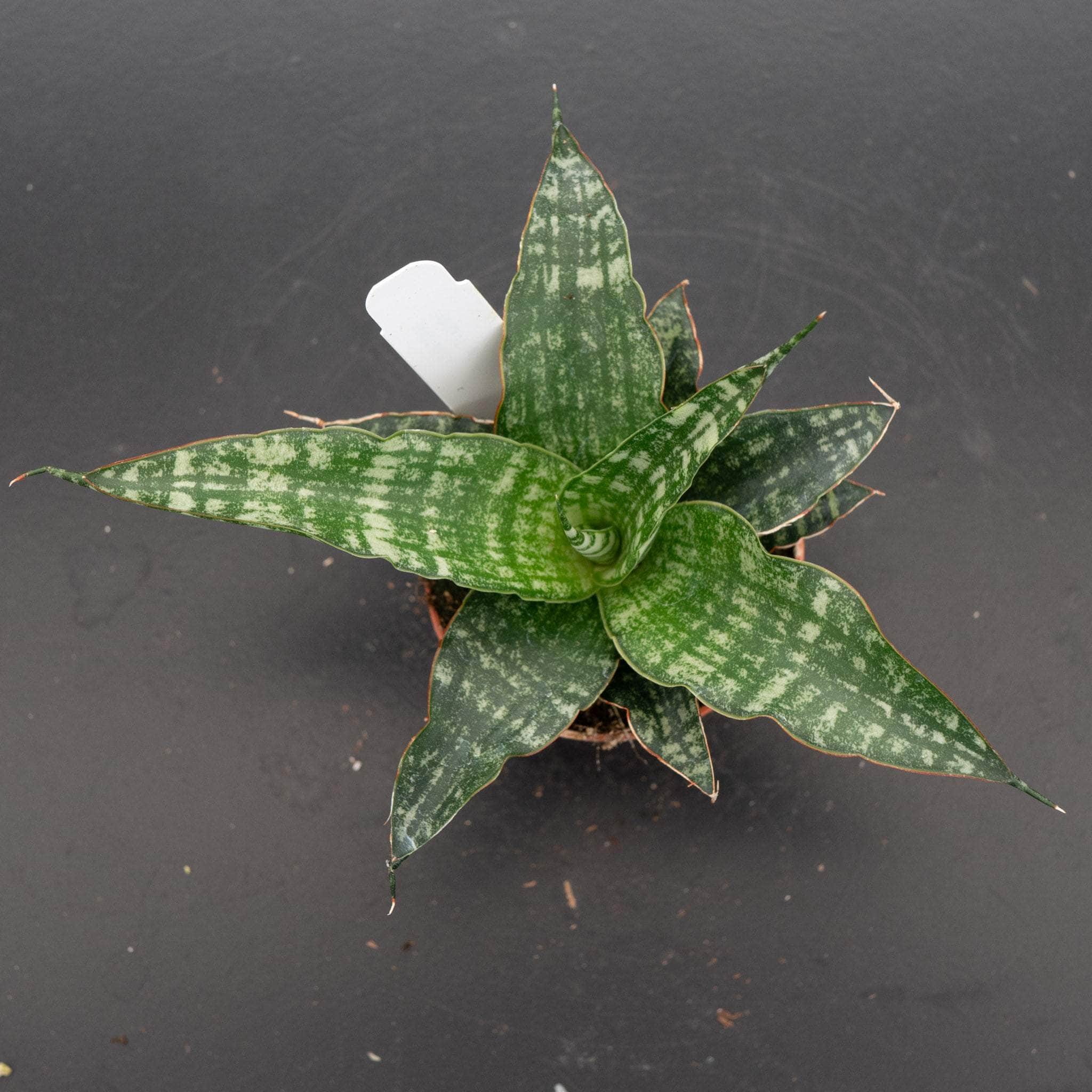 Sansevieria 'Tiger' – Gabriella Plants