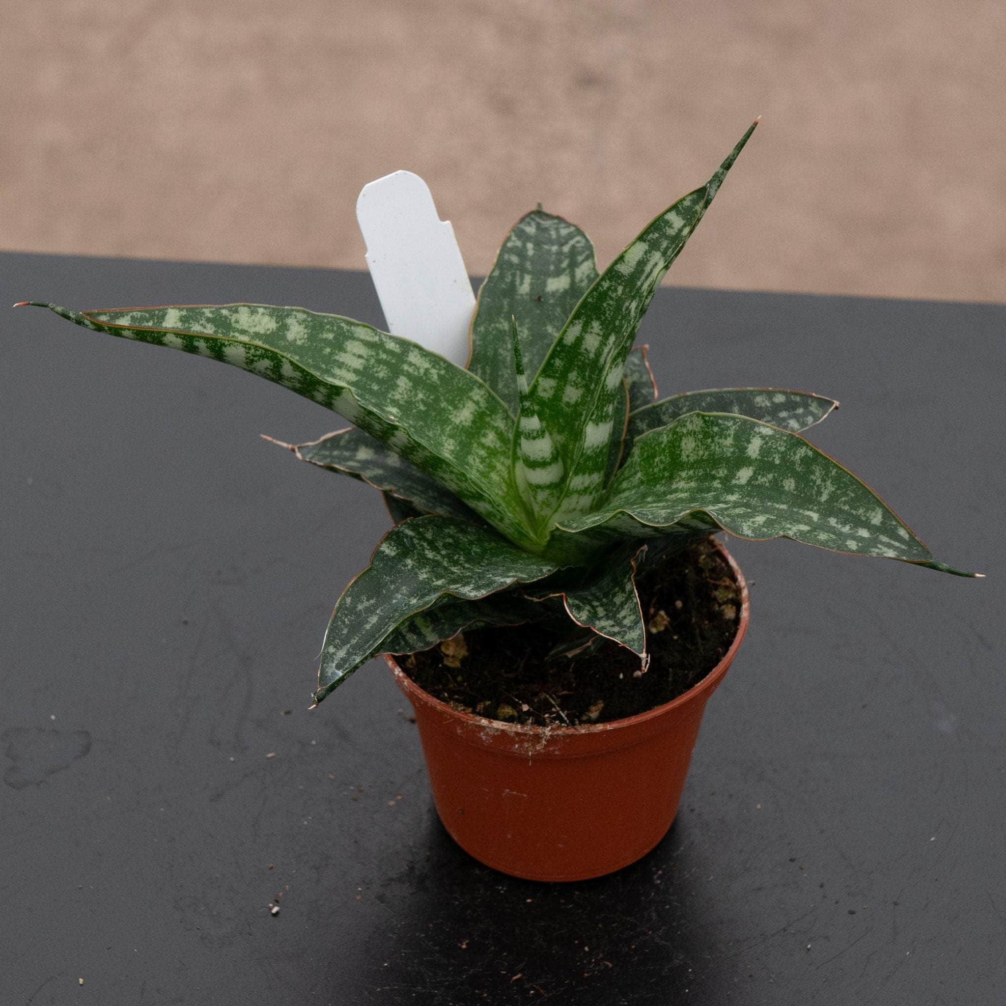 サンスベリア Sansevieria Tiger Blue variegated Sansevieria Tiger Blue variegated