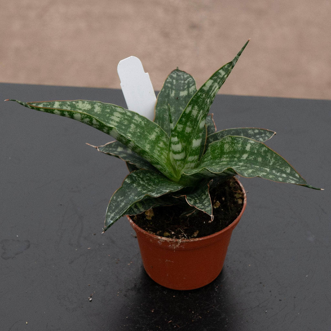 sansevieria tiger blue Sansevieria ‘Tiger’