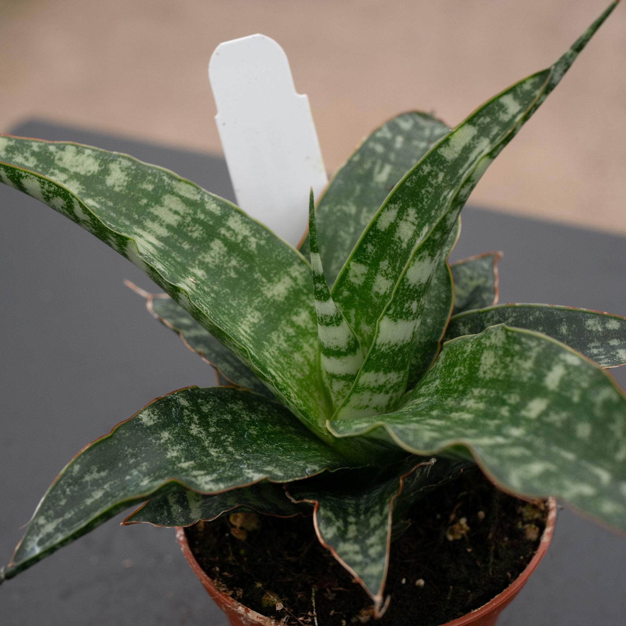 Sansevieria 'Tiger' - Gabriella Plants