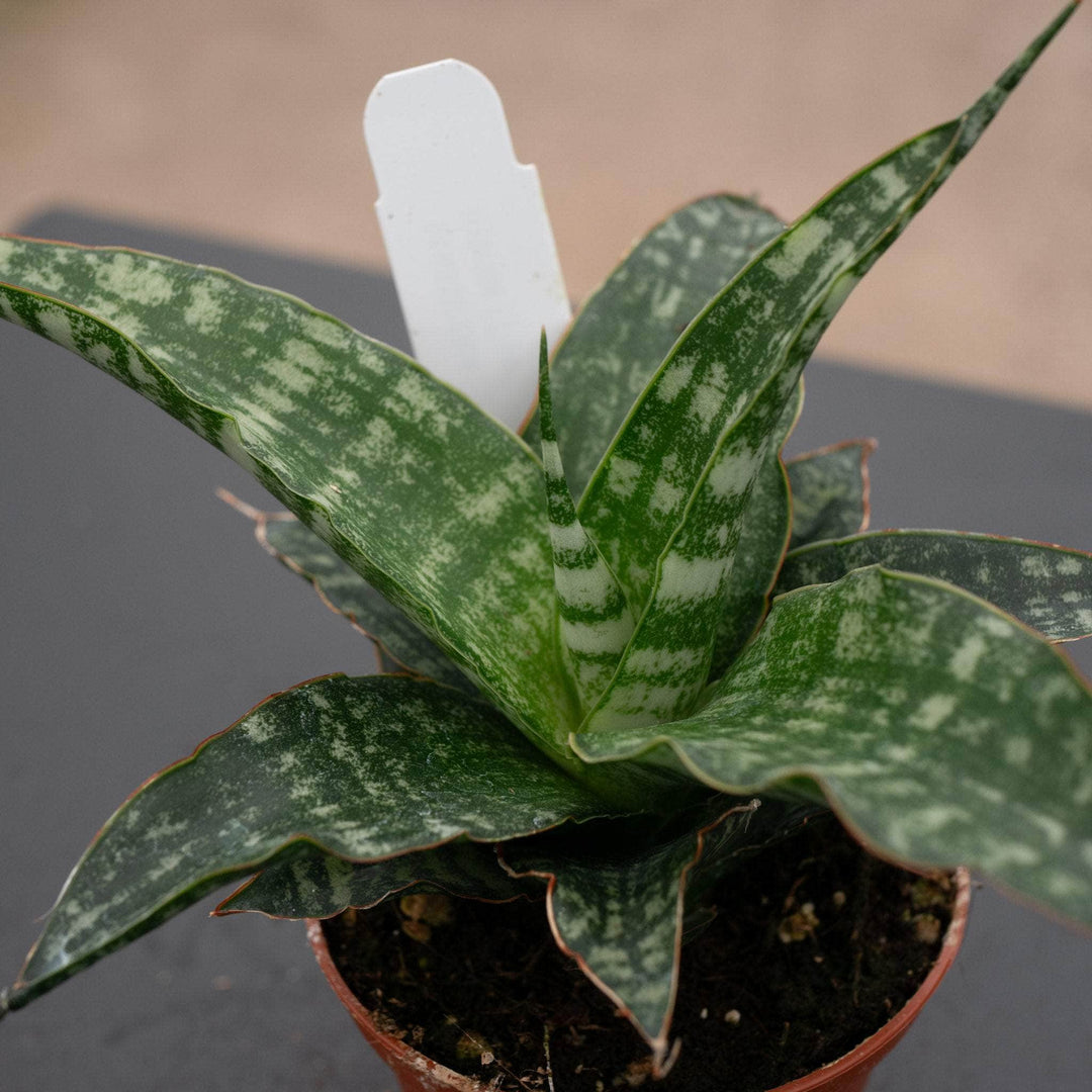 sansevieria tiger stripe Sansevieria ‘Tiger’