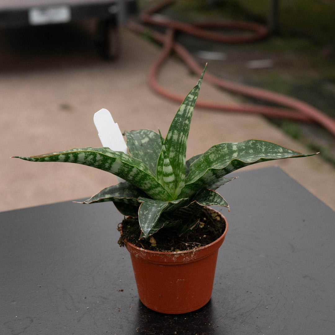 tiger plant vs snake plant Sansevieria ‘Tiger’