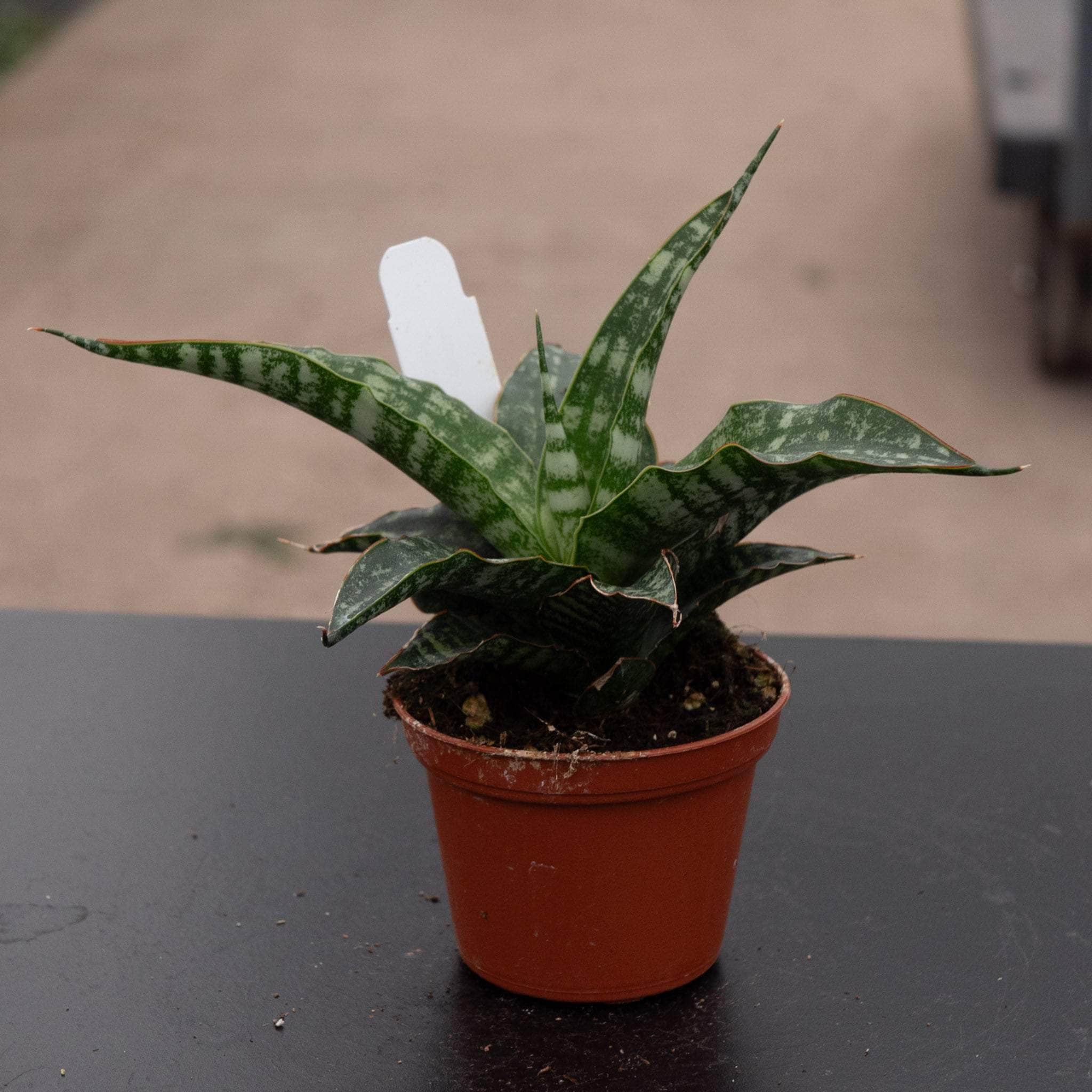 Sansevieria ‘Tiger’