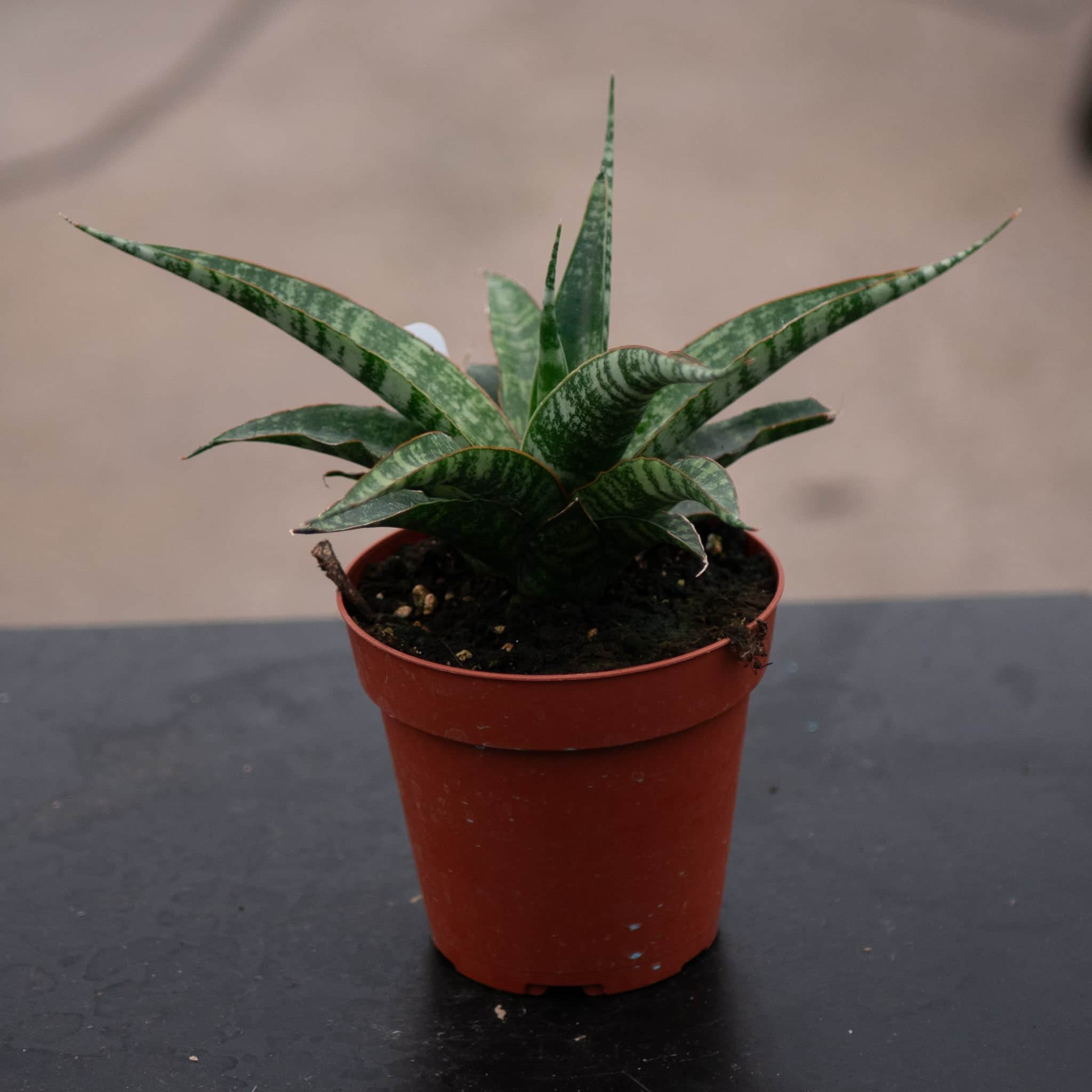 indoor tiger plant Sansevieria ‘Tiger’