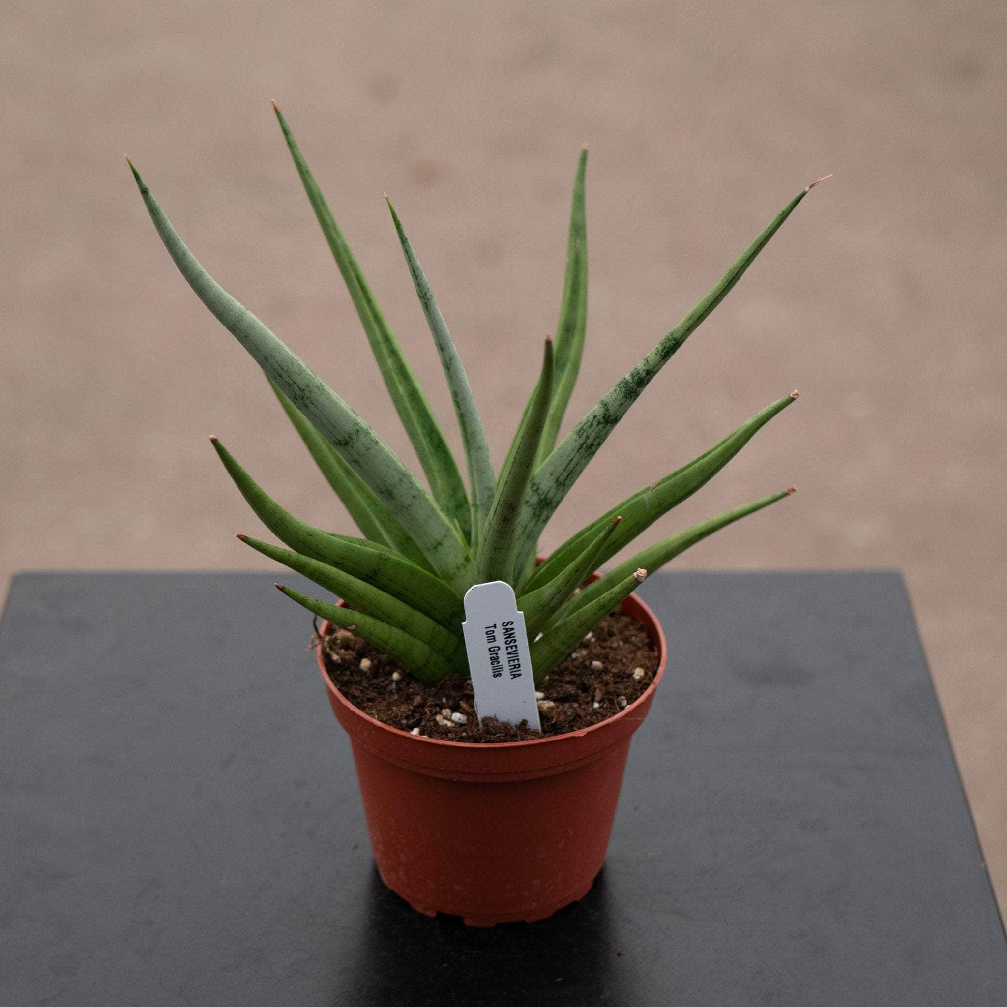 sansevieria tom gracilis Sansevieria ‘Tom Gracilis’