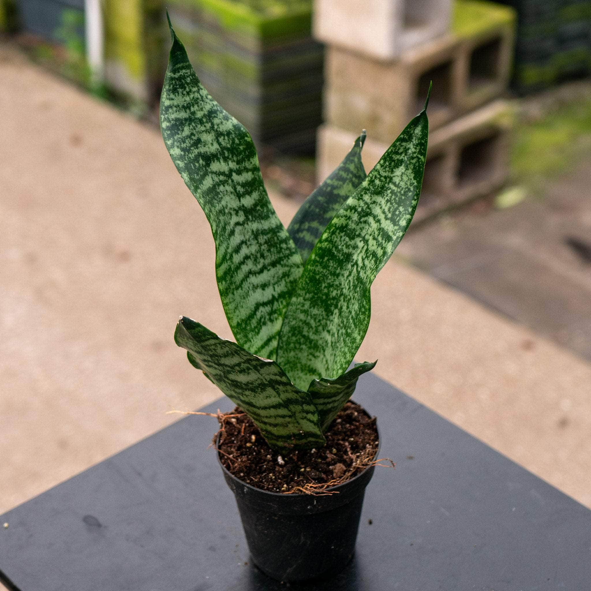 sansevieria trifasciata plant Sansevieria trifasciata 'Black Coral'
