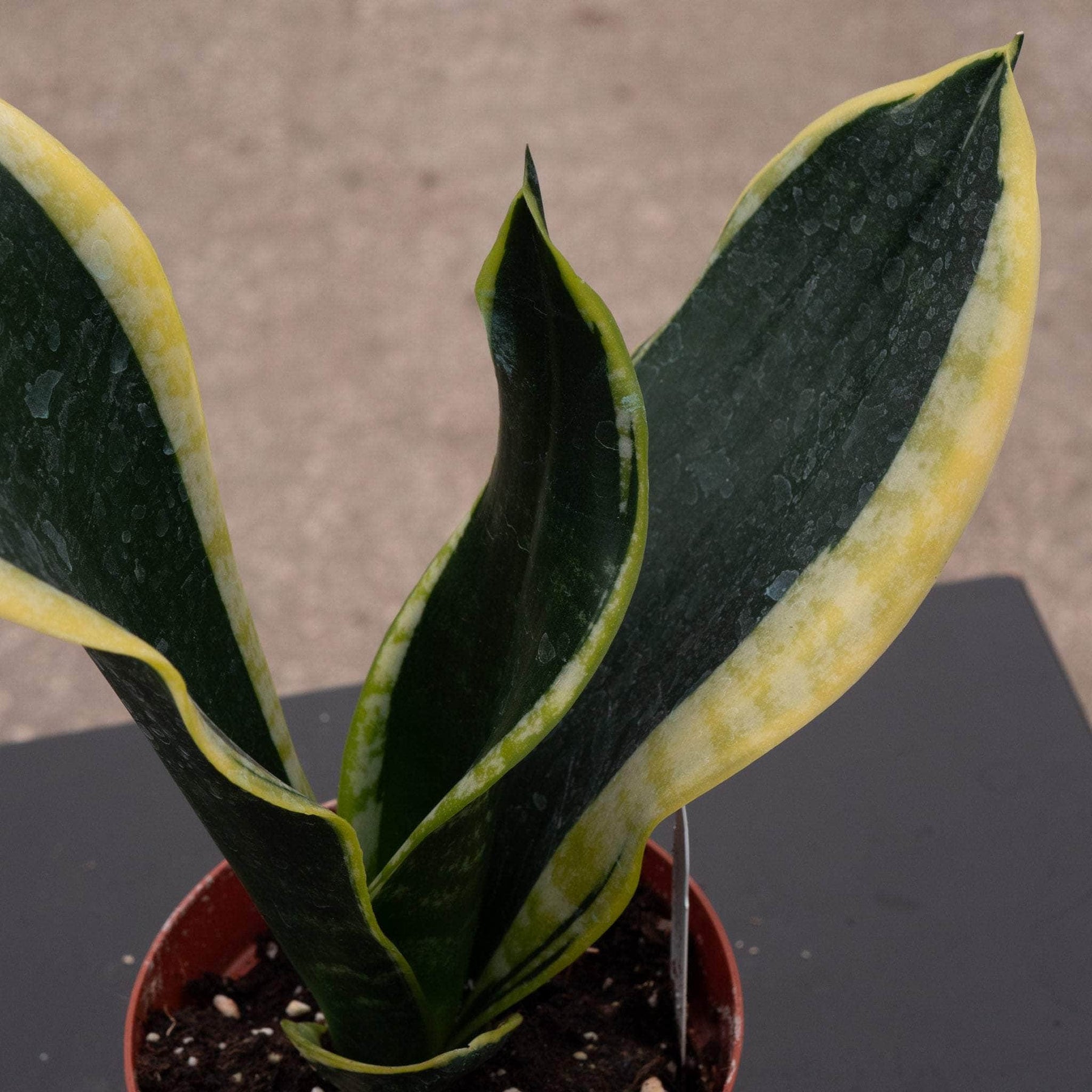 sansevieria compacta Sansevieria trifasciata 'Black Gold' Compacta