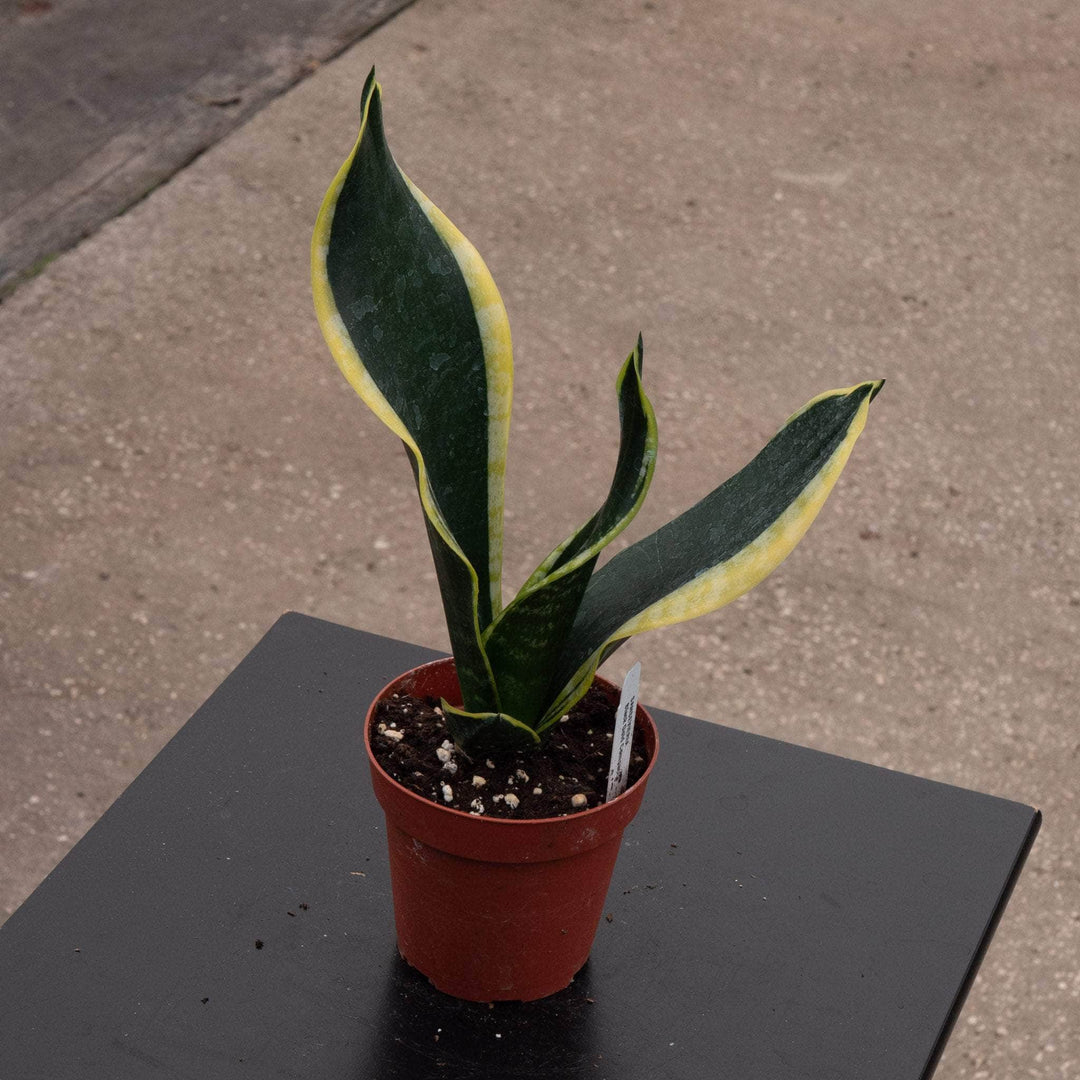 sansevieria trifasciata black robusta Sansevieria trifasciata 'Black Gold' Compacta