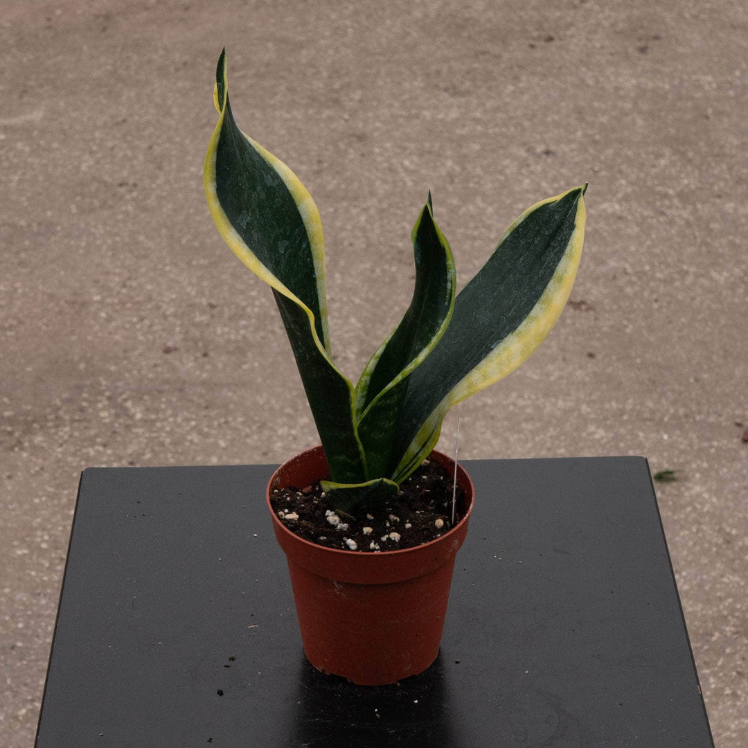 sansevieria black tiger Sansevieria trifasciata 'Black Gold' Compacta