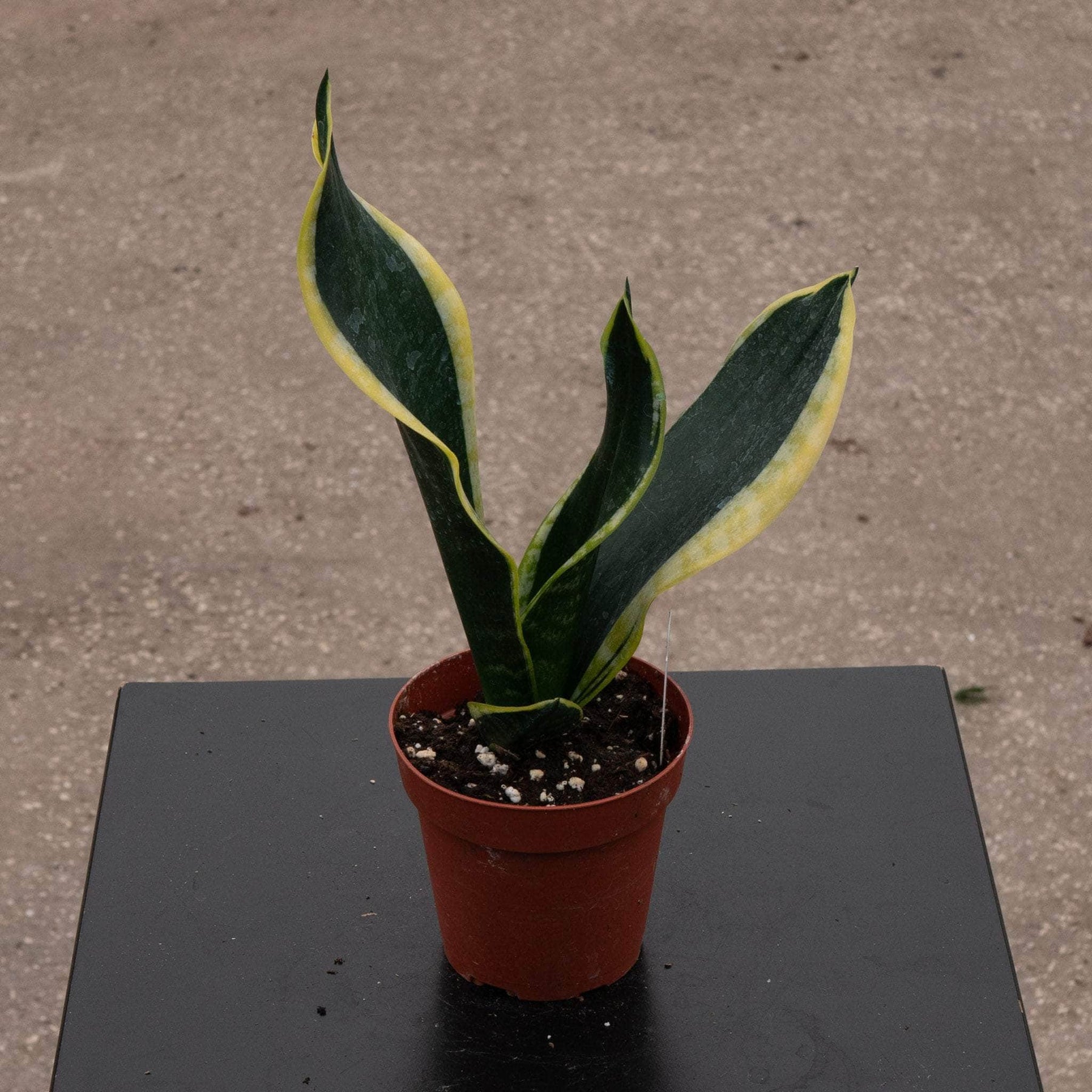 black and gold sansevieria Sansevieria trifasciata 'Black Gold' Compacta