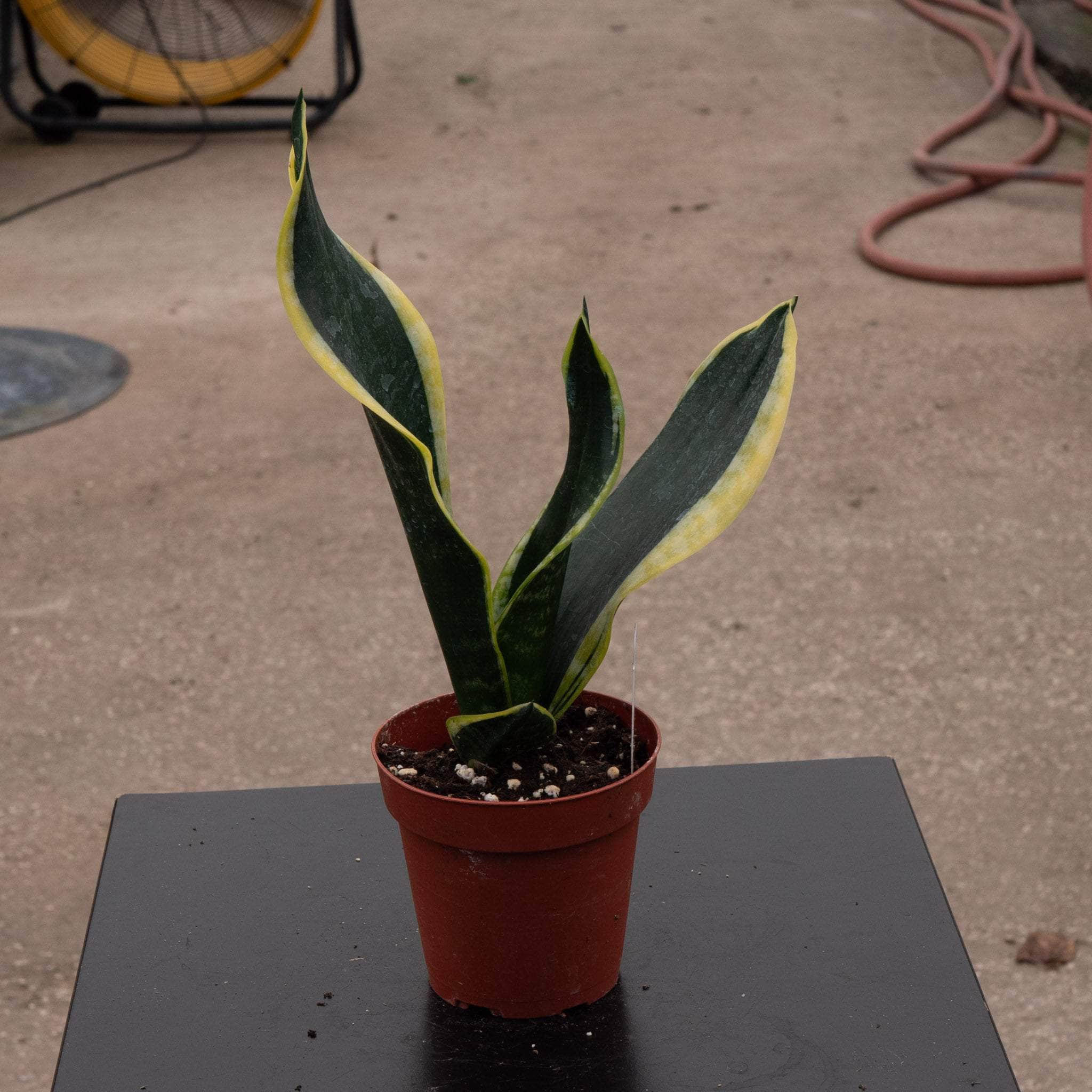 black limon sansevieria Sansevieria trifasciata 'Black Gold' Compacta