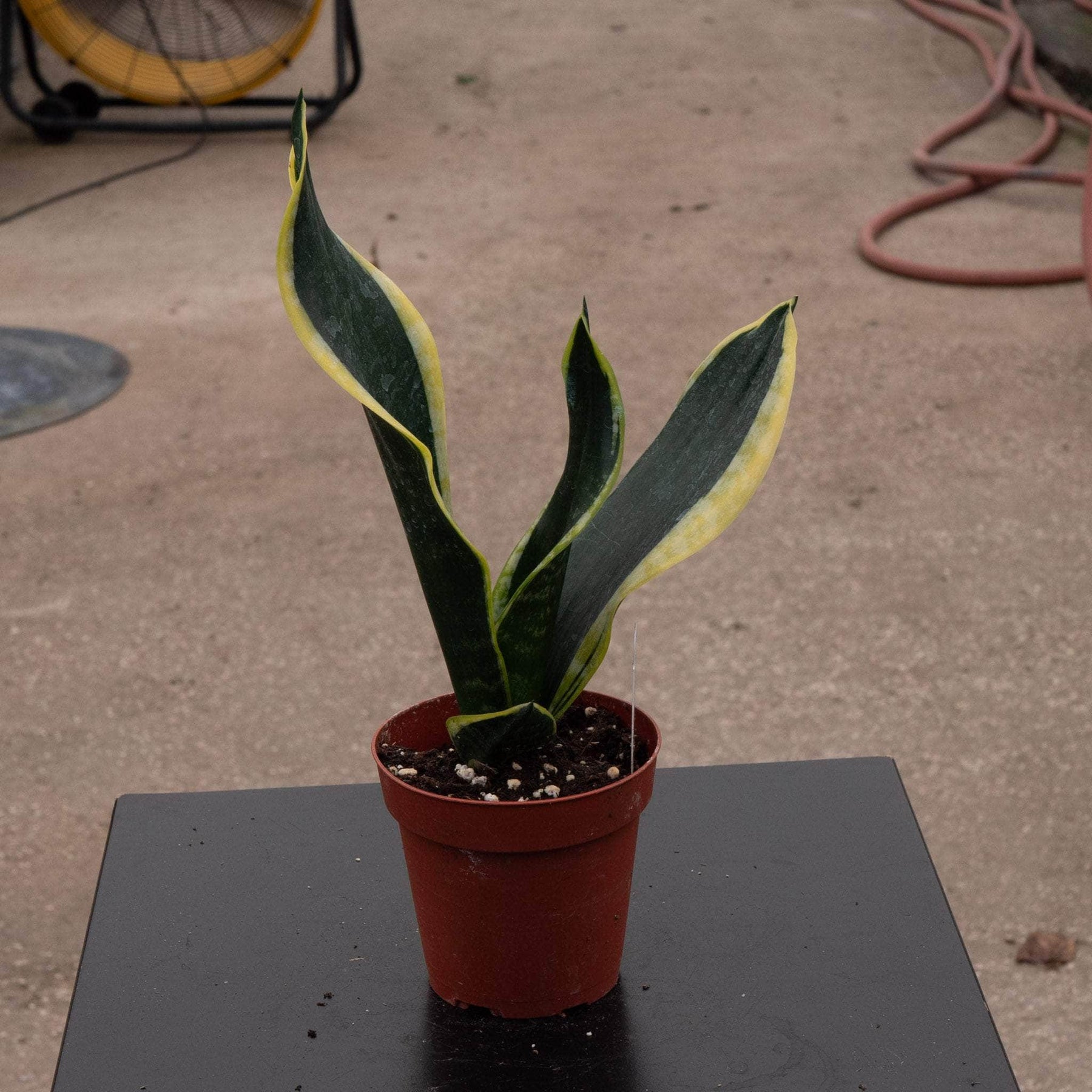 black gold snake plant care Sansevieria trifasciata 'Black Gold' Compacta