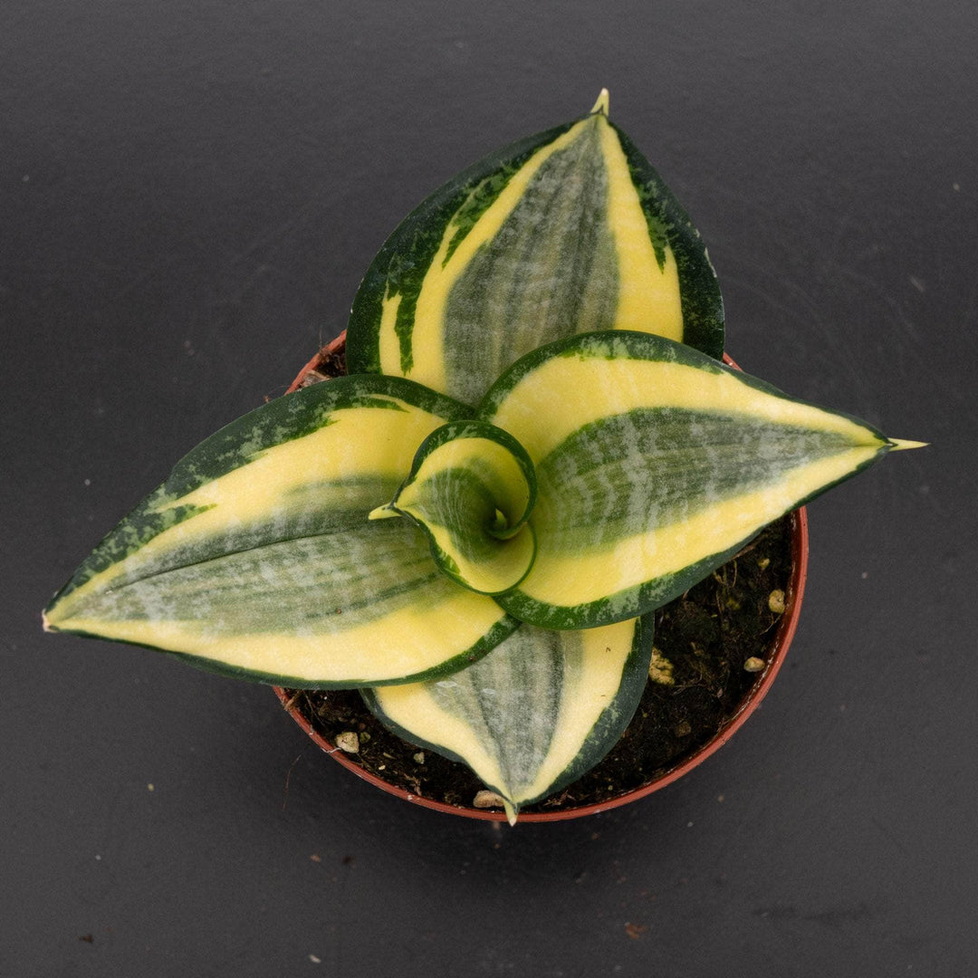 sansevieria trifasciata golden hahnii Sansevieria trifasciata 'Favorite Gold Hahnii'