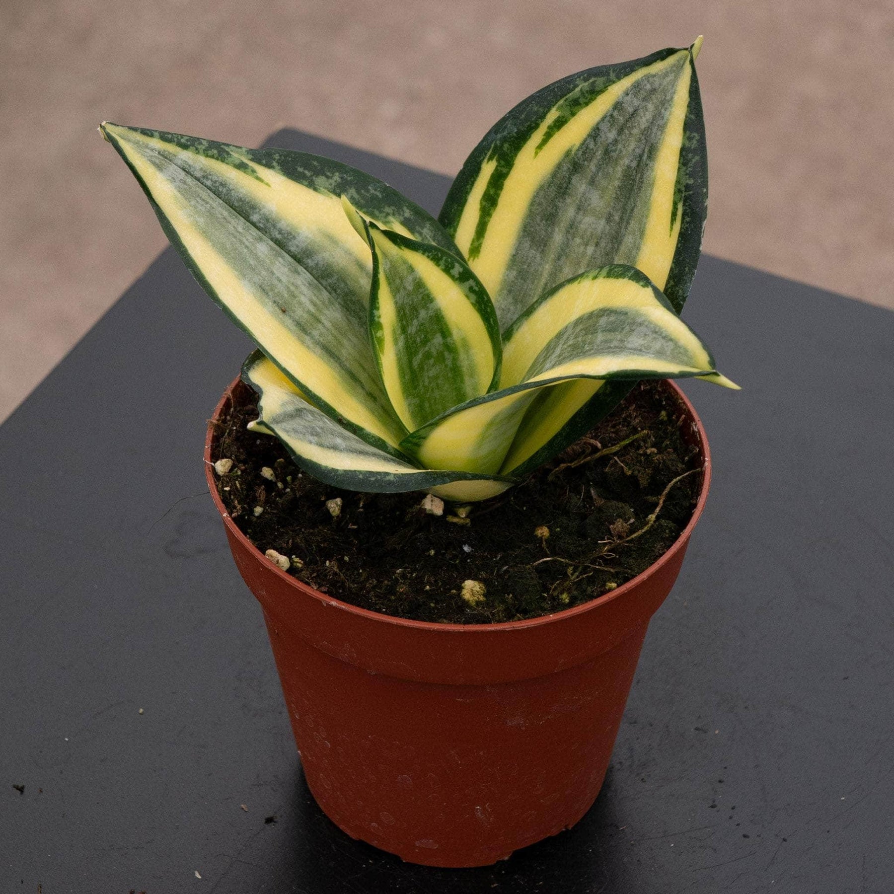 sansevieria hahnii Sansevieria trifasciata 'Favorite Gold Hahnii'