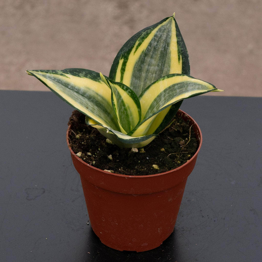 sansevieria gatti Sansevieria trifasciata 'Favorite Gold Hahnii'