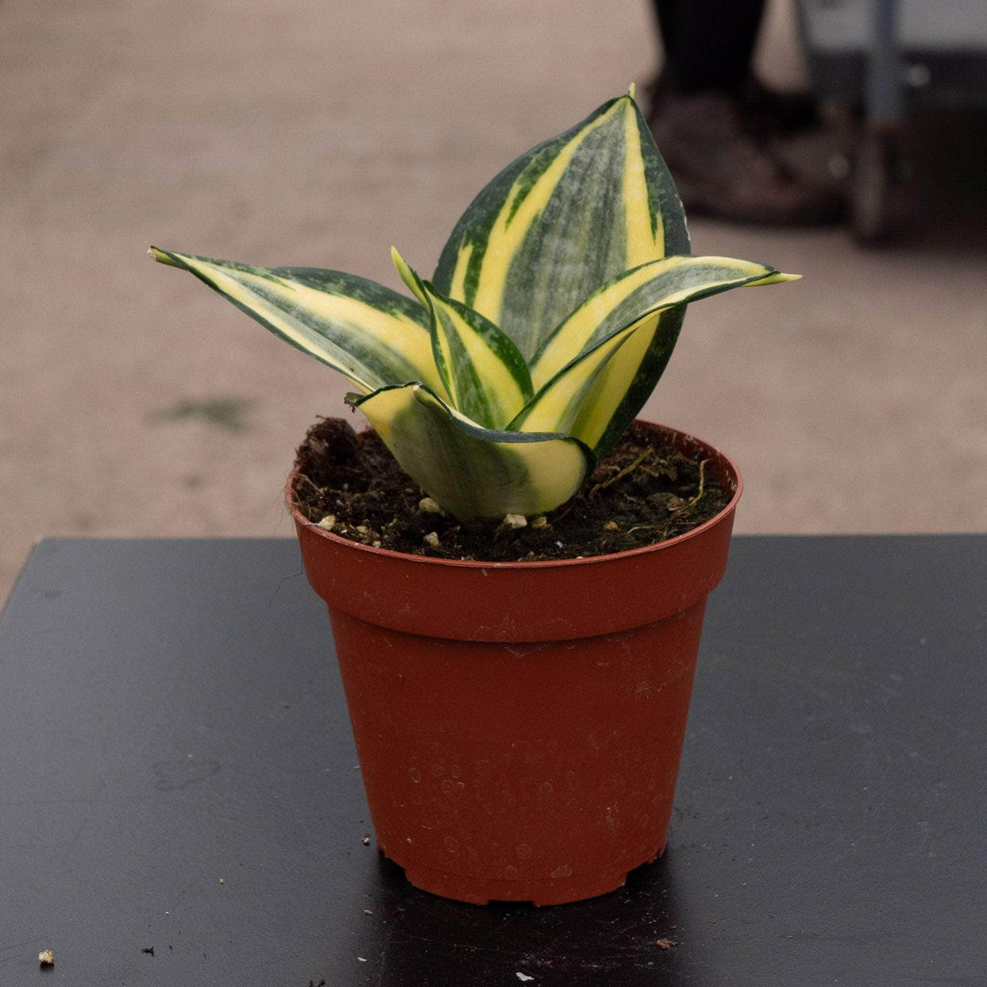 golden hahnii birdsnest snake plant Sansevieria trifasciata 'Favorite Gold Hahnii'